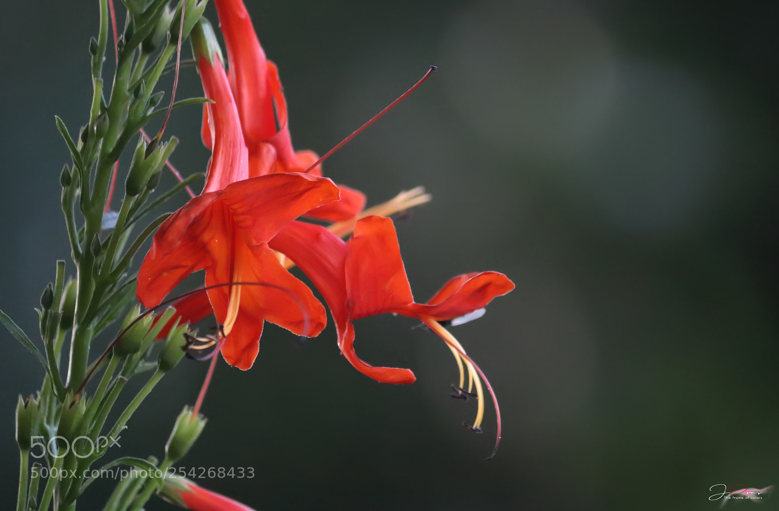 Canon EOS 80D sample photo. Flower photography