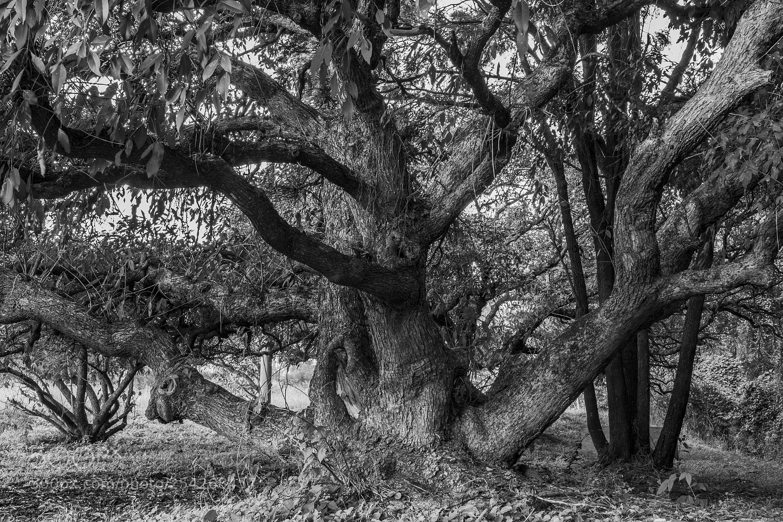 Nikon D500 sample photo. Spooky tree photography