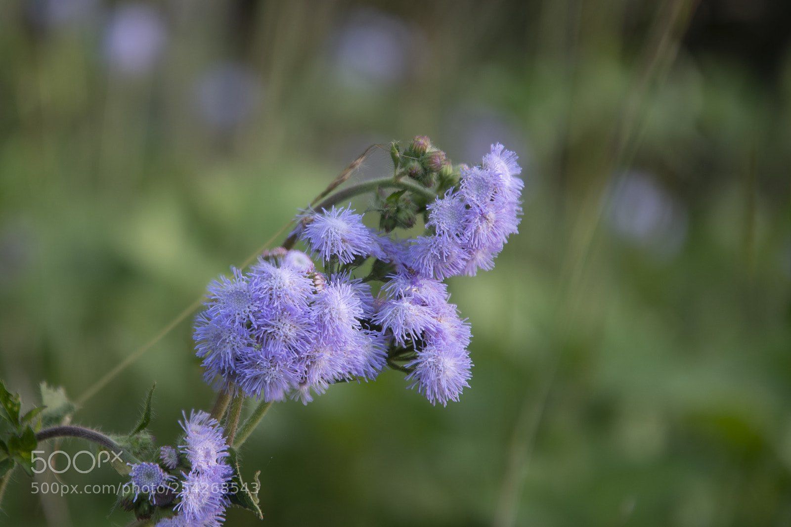 Nikon D500 sample photo. Purple weed photography