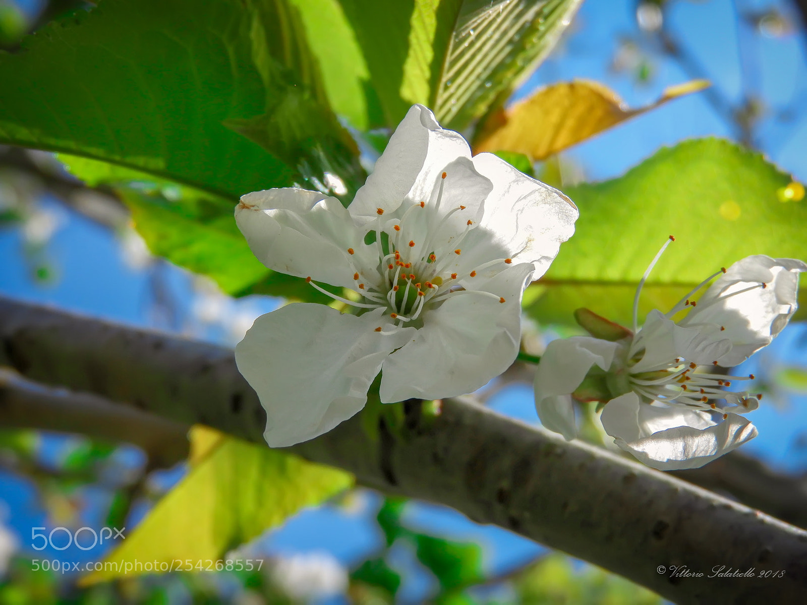 Nikon Coolpix B700 sample photo. Cherry blossom -fiore di photography