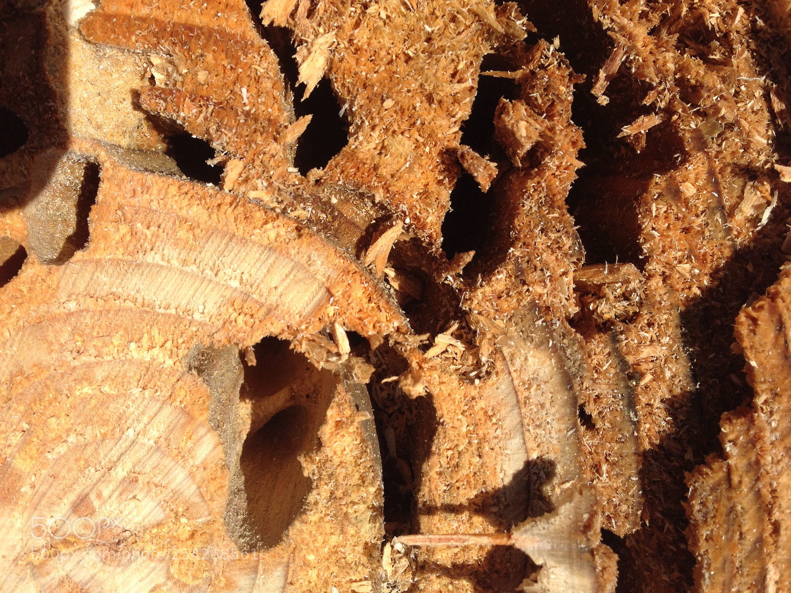 Apple iPhone 5 sample photo. Ant home photography