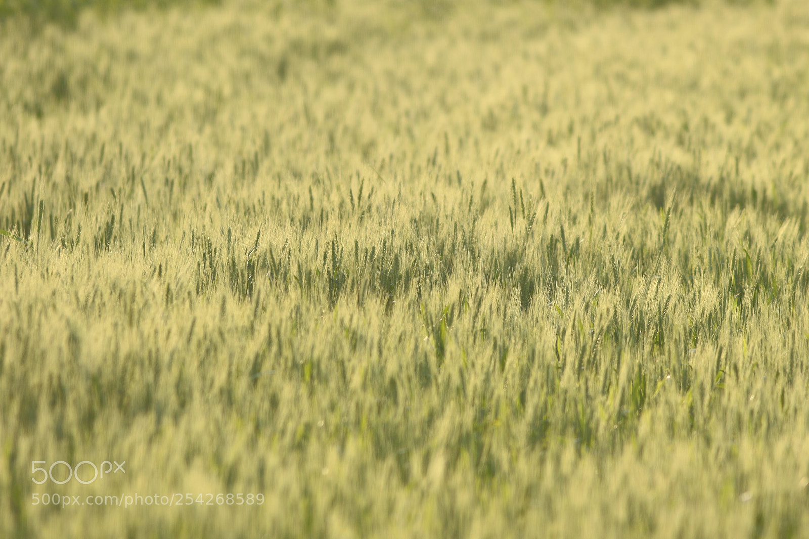 Canon EOS 7D Mark II sample photo. Wheat photography