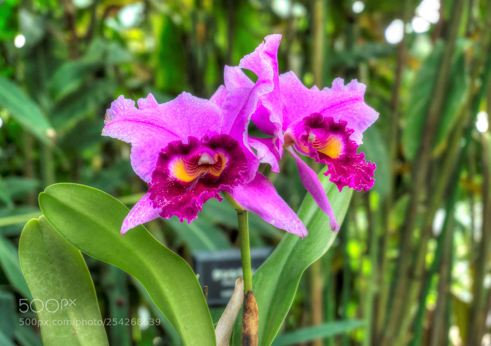 Sony Alpha NEX-6 sample photo. Orchid photography