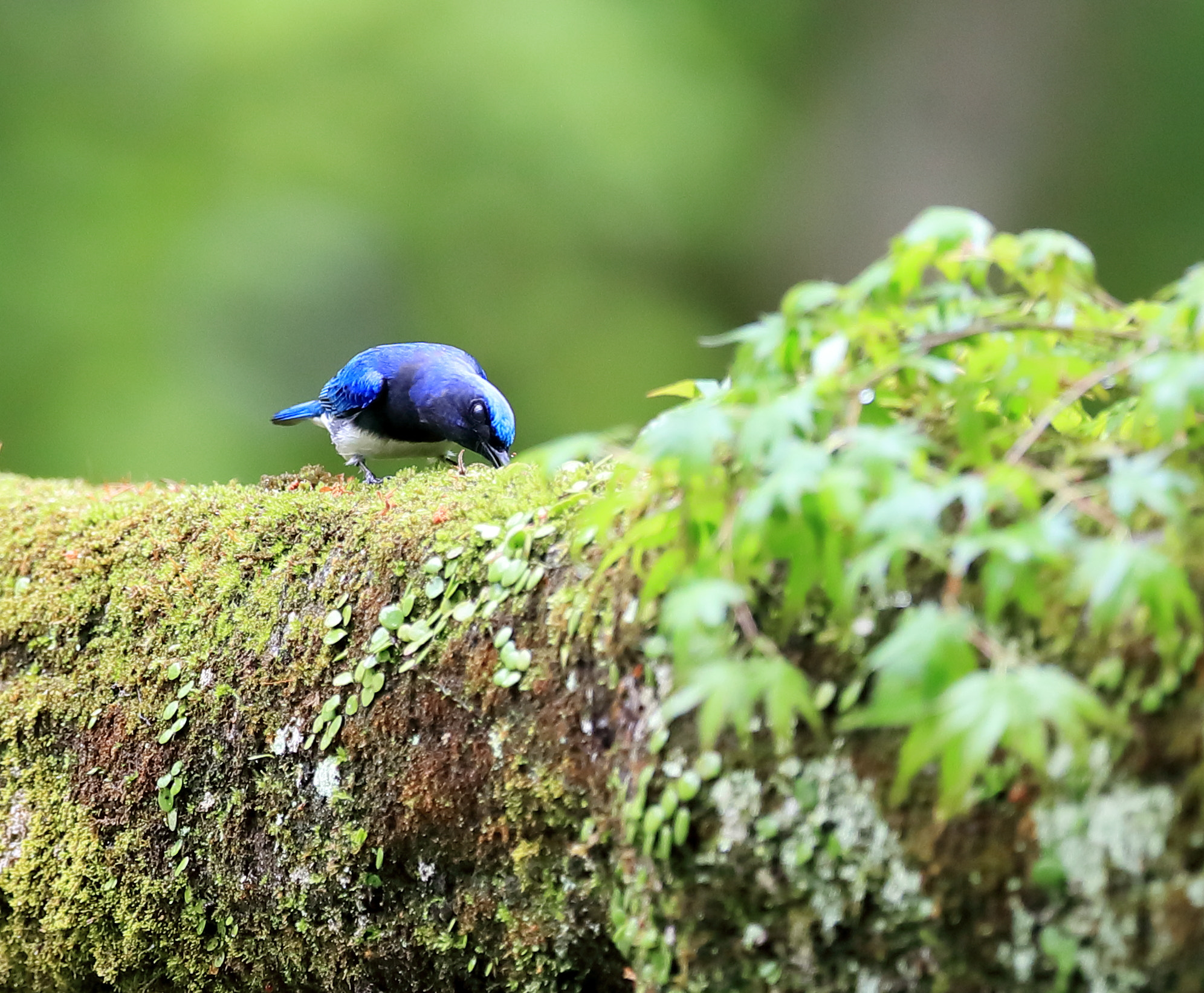 Canon EF 400mm F2.8L IS II USM sample photo. オオルリ　blue-and-white flycatcher photography