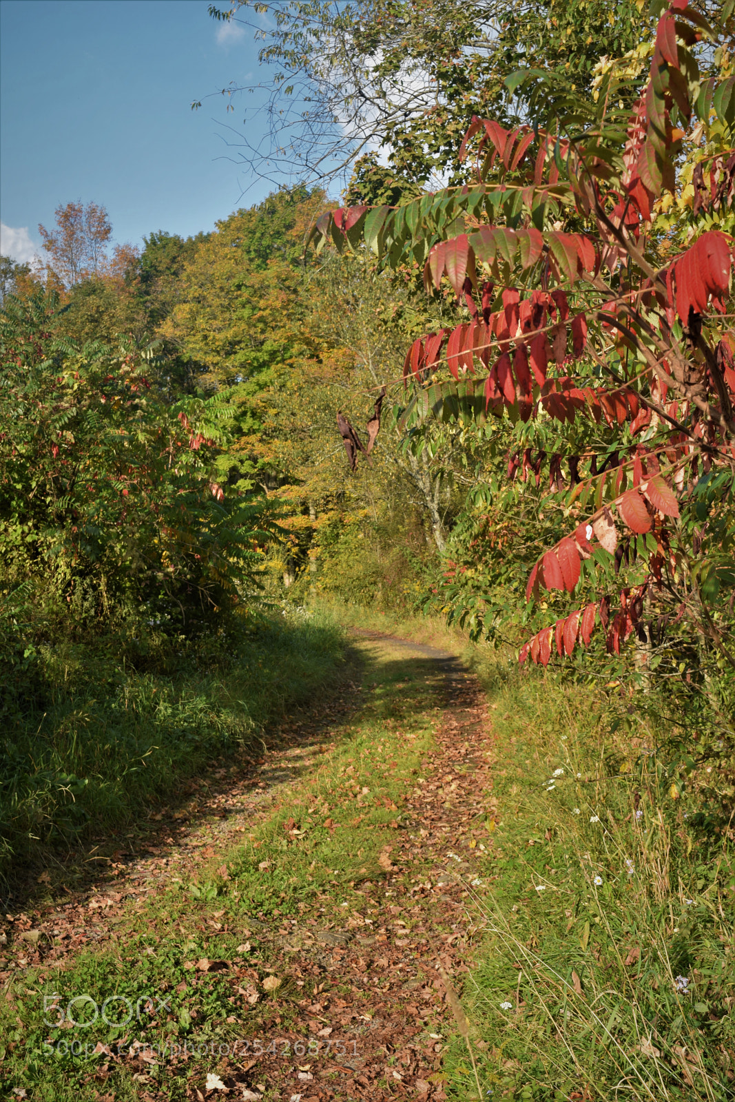 Nikon D3300 sample photo. Fall on the trail photography