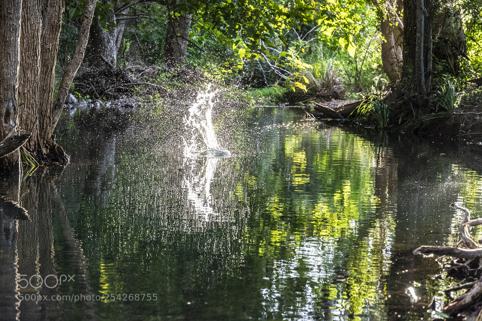Nikon D500 sample photo. Splash backlit, phoenix rising photography