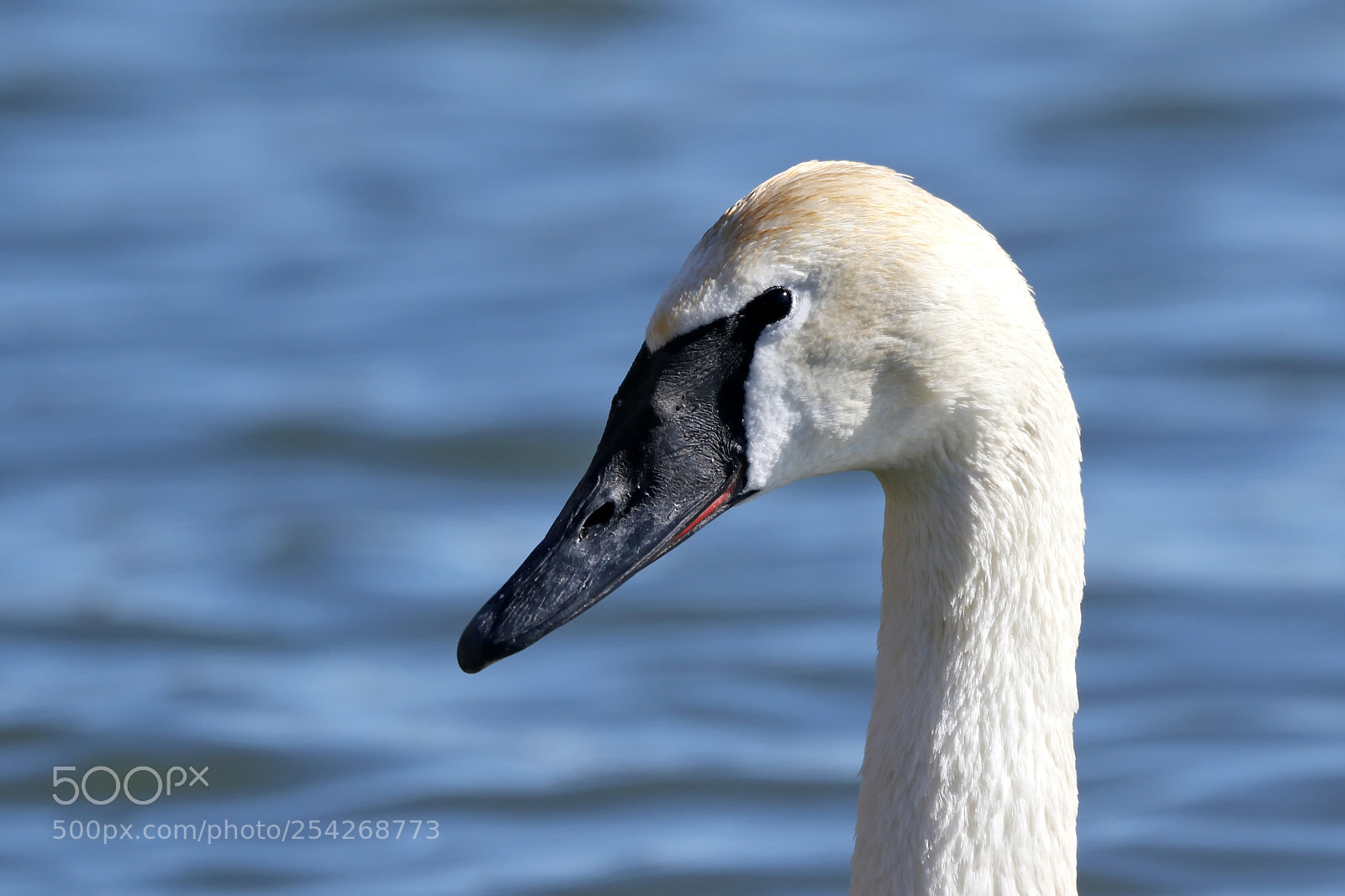 Canon EOS 7D Mark II sample photo. Trumpeter swan photography