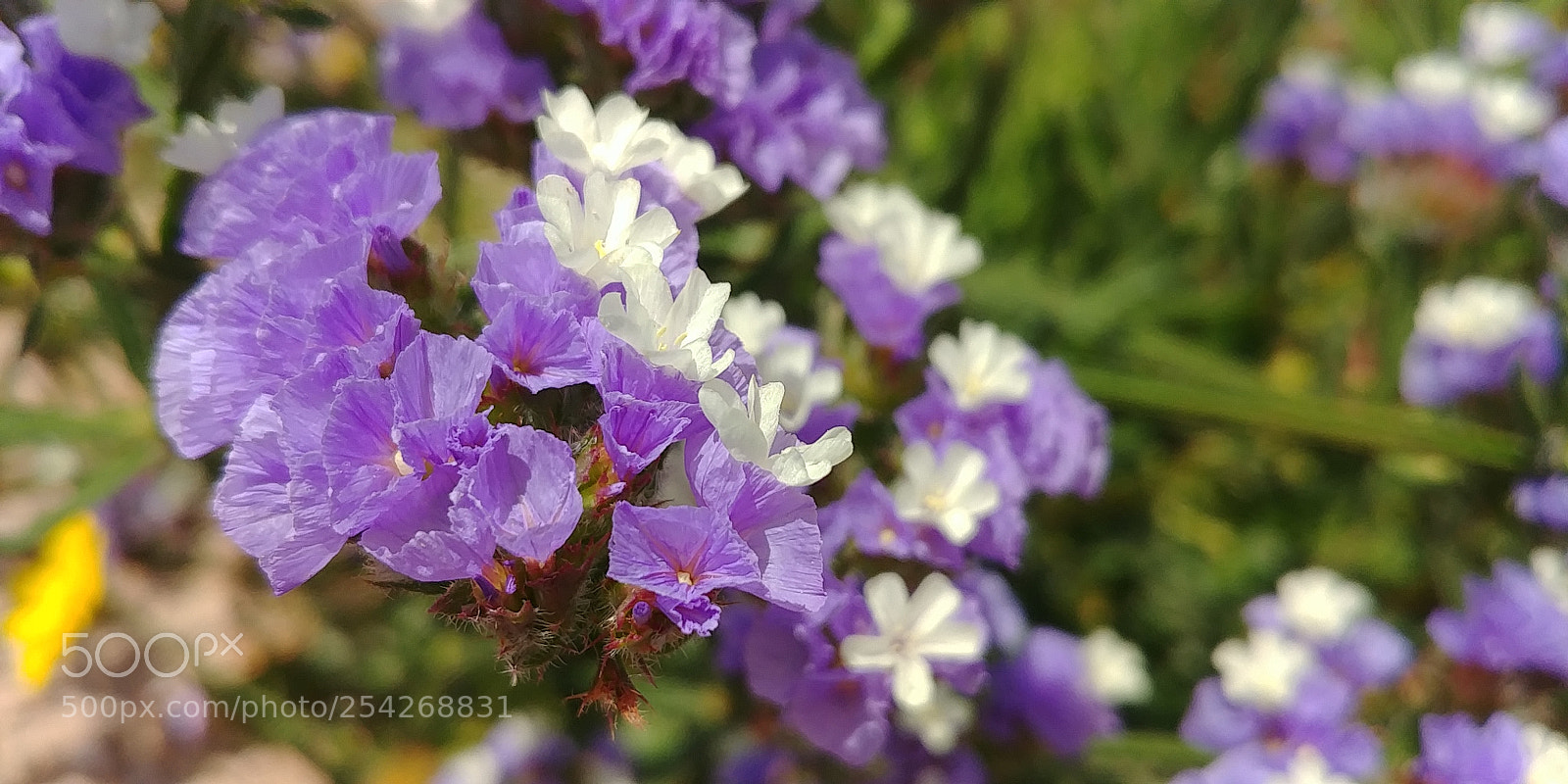 LG G6 sample photo. Purple photography