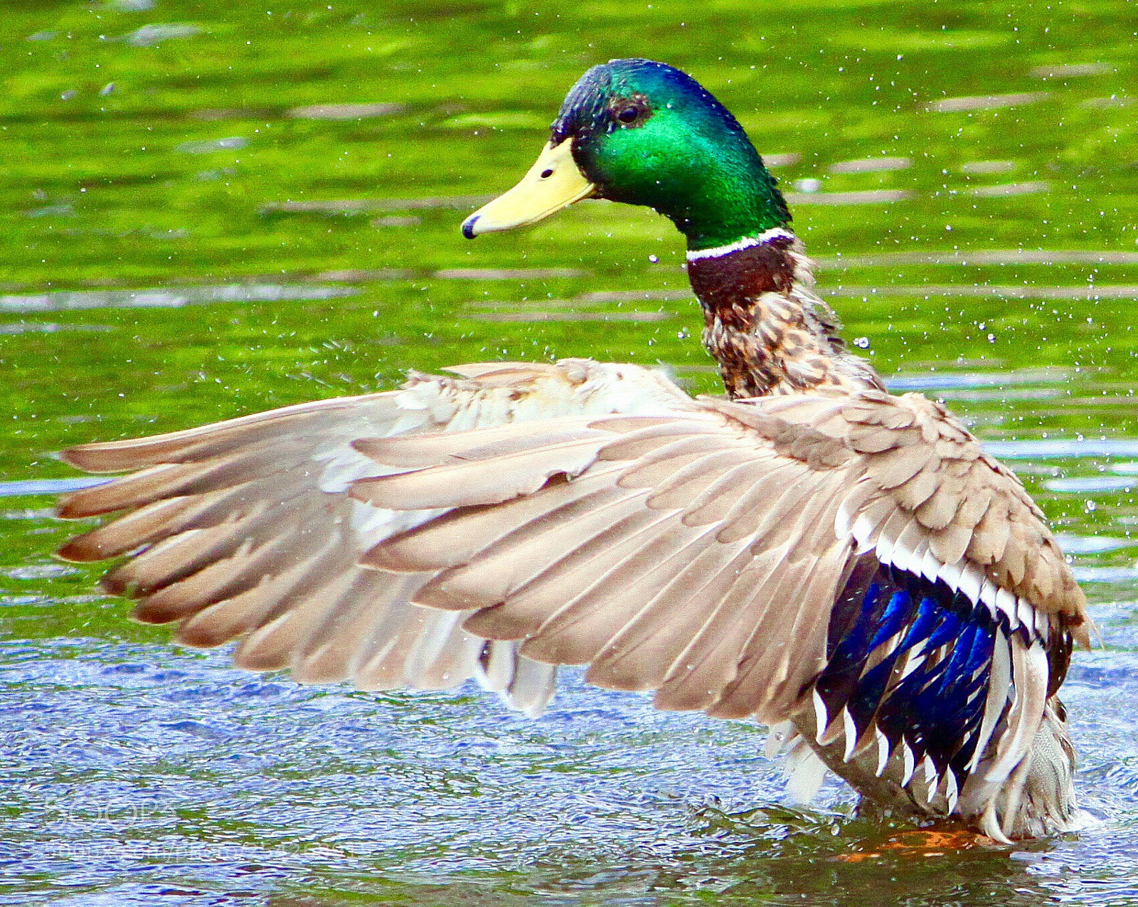 Canon EOS 50D sample photo. After  the   bath photography