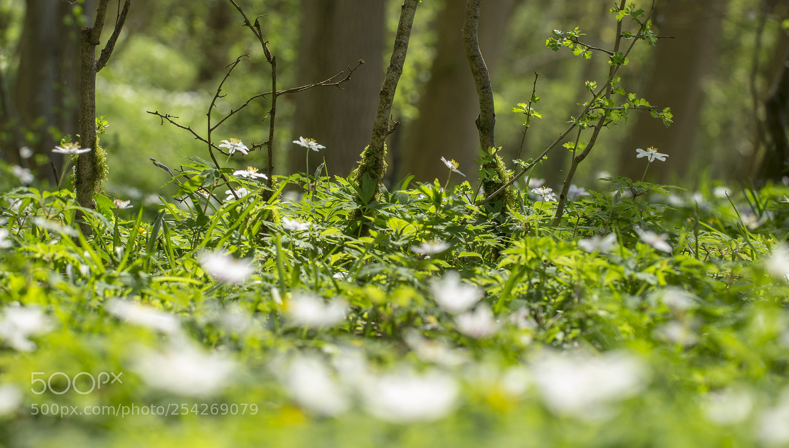 Canon EOS 700D (EOS Rebel T5i / EOS Kiss X7i) sample photo. Spring green photography