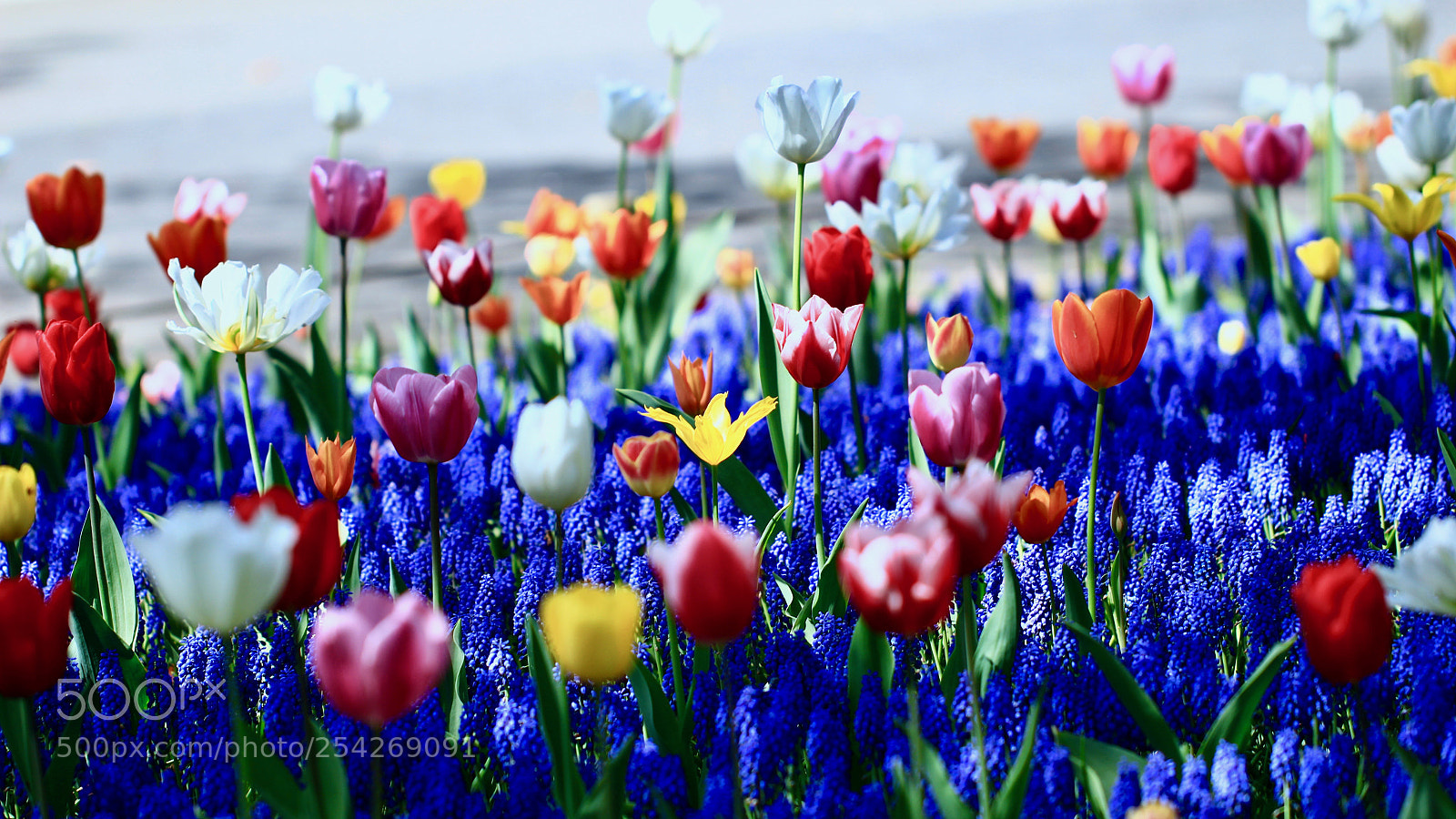 Canon EOS 700D (EOS Rebel T5i / EOS Kiss X7i) sample photo. A multicolored afternoon... photography