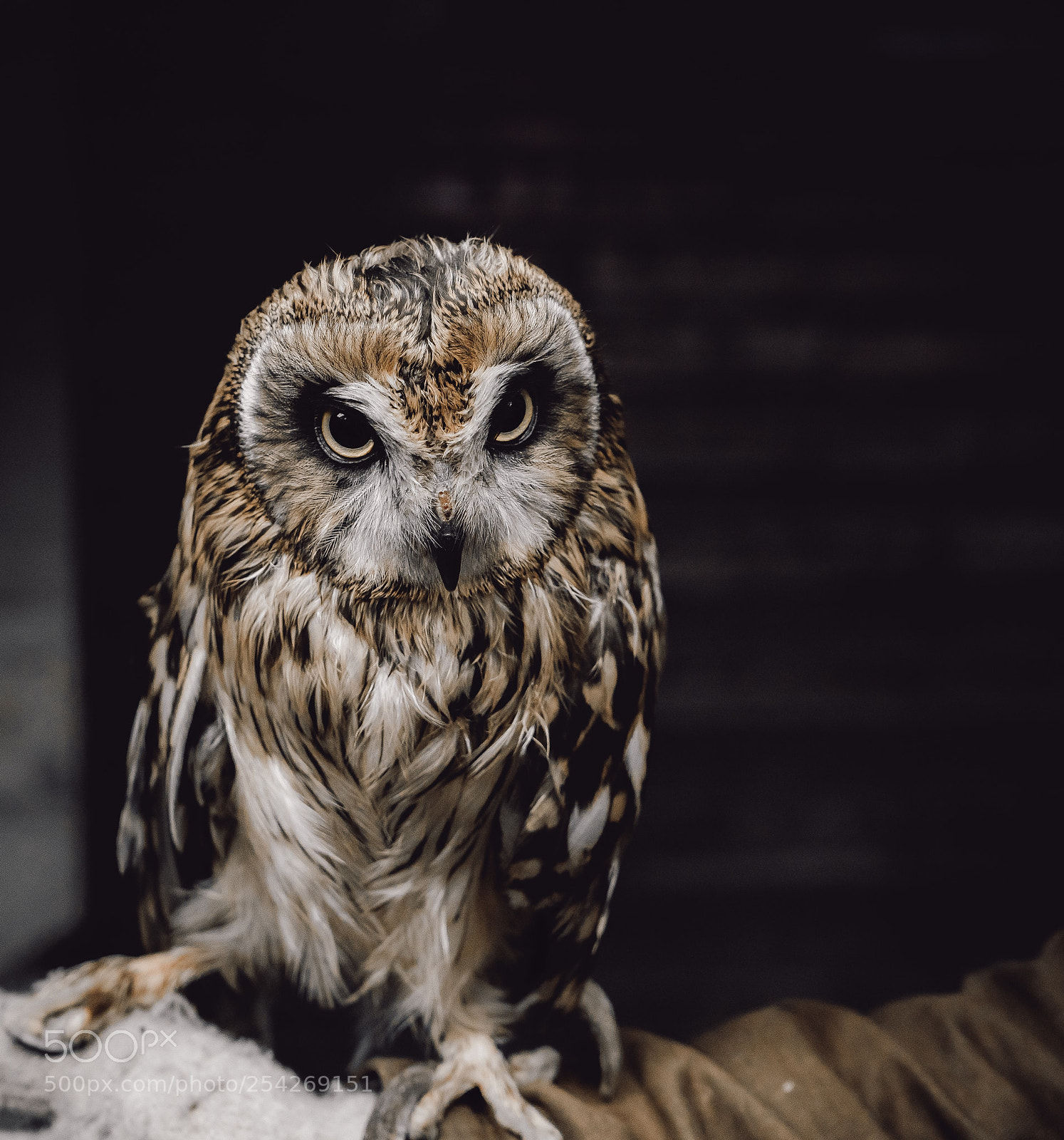 Sony a7 II sample photo. Owl photography
