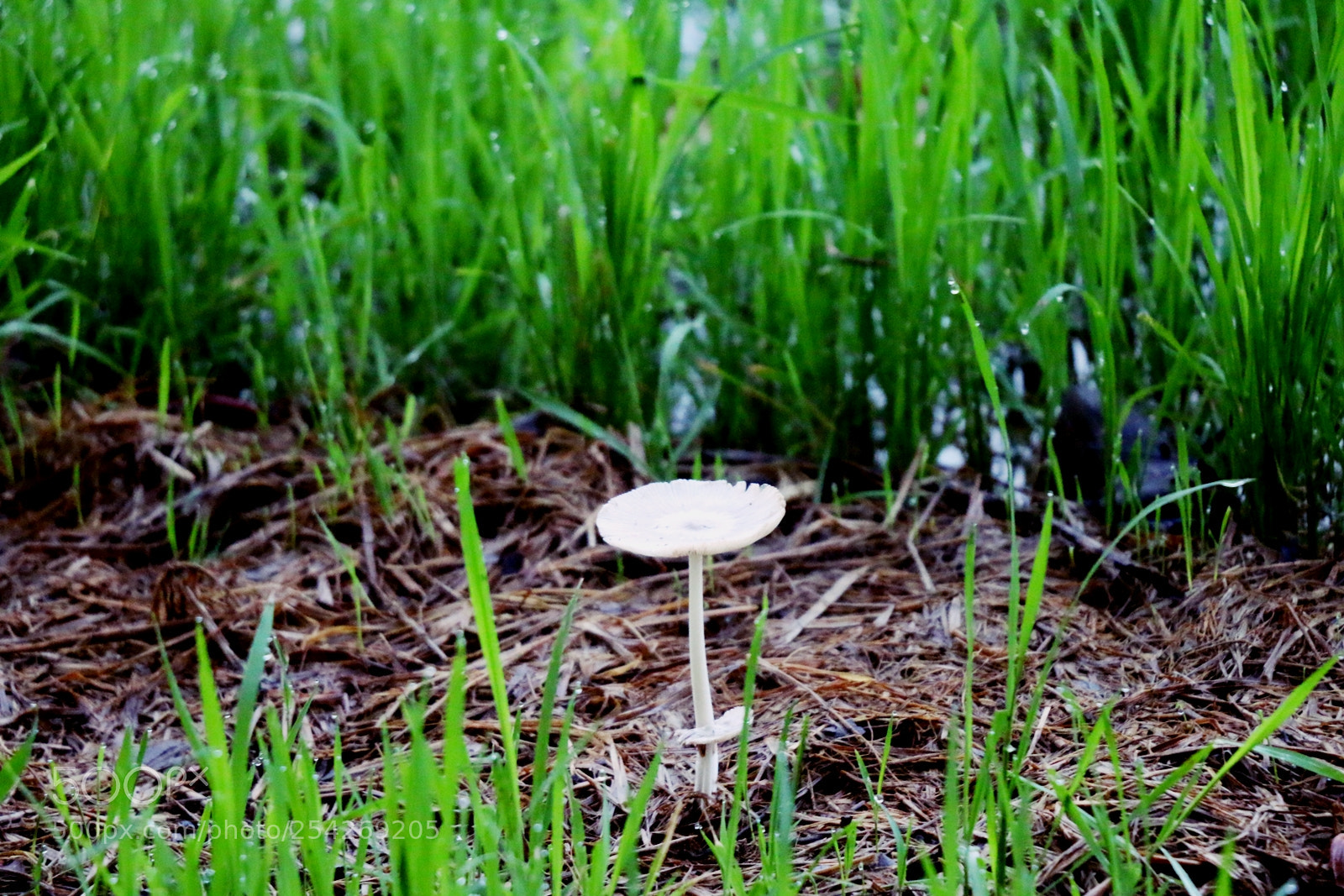 Canon EOS 70D sample photo. Art of solitude photography