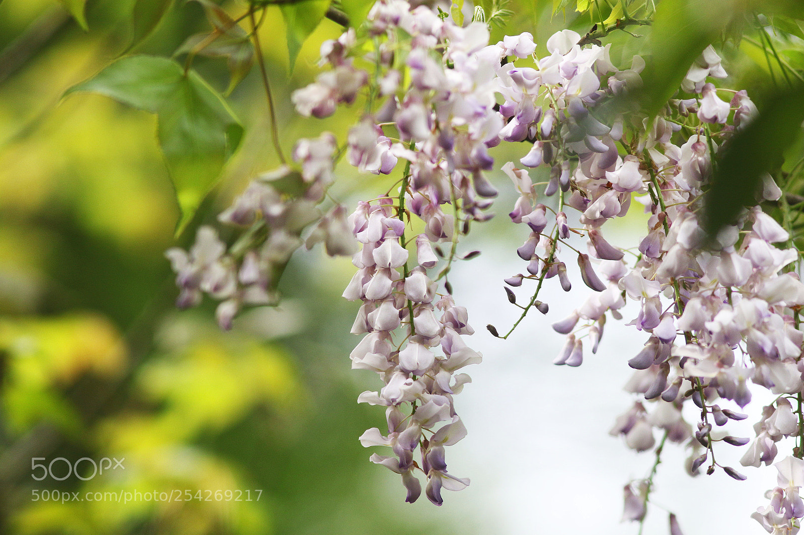Canon EOS 7D Mark II sample photo. Wisteria sinensis photography