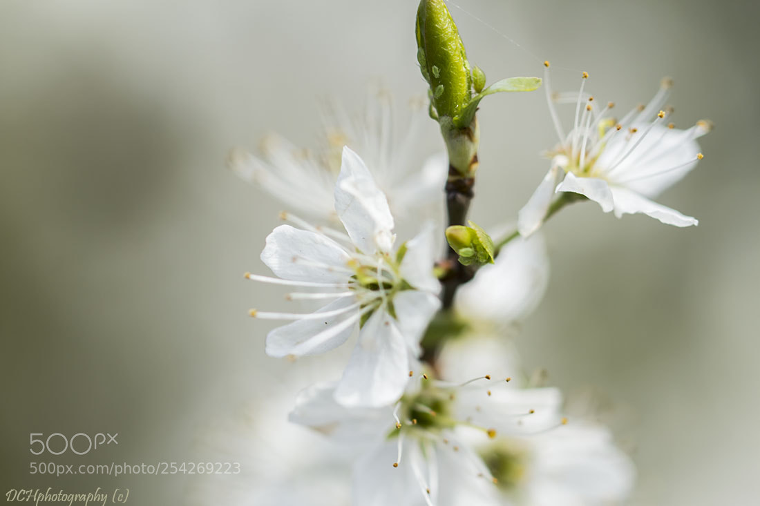 Canon EOS 650D (EOS Rebel T4i / EOS Kiss X6i) sample photo. Blossom photography