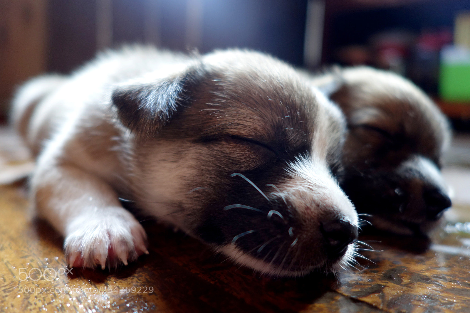 Sony Cyber-shot DSC-RX100 II sample photo. Twin dogs photography