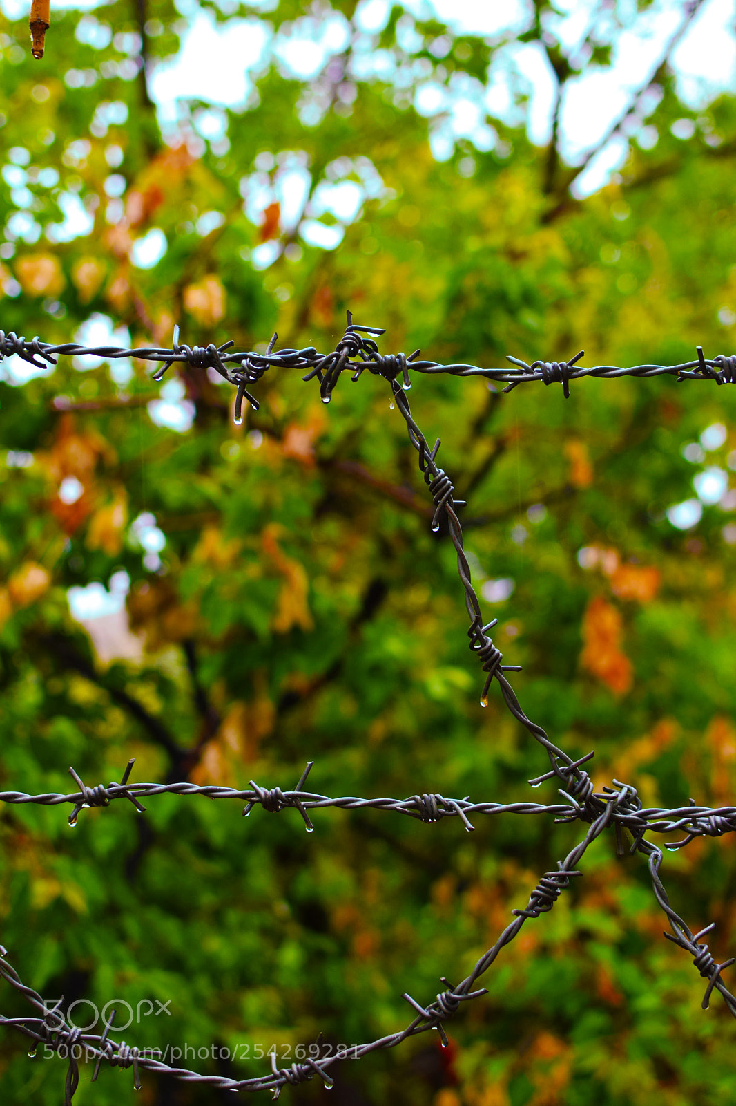 Nikon D5300 sample photo. Barbed wire photography