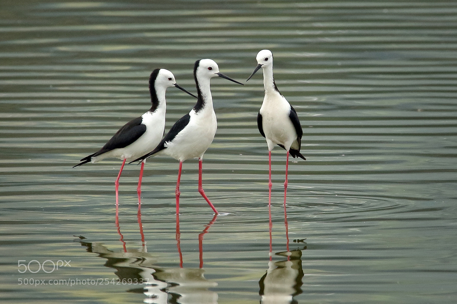 Canon EOS 7D Mark II sample photo. Three pied stilts (nz) photography