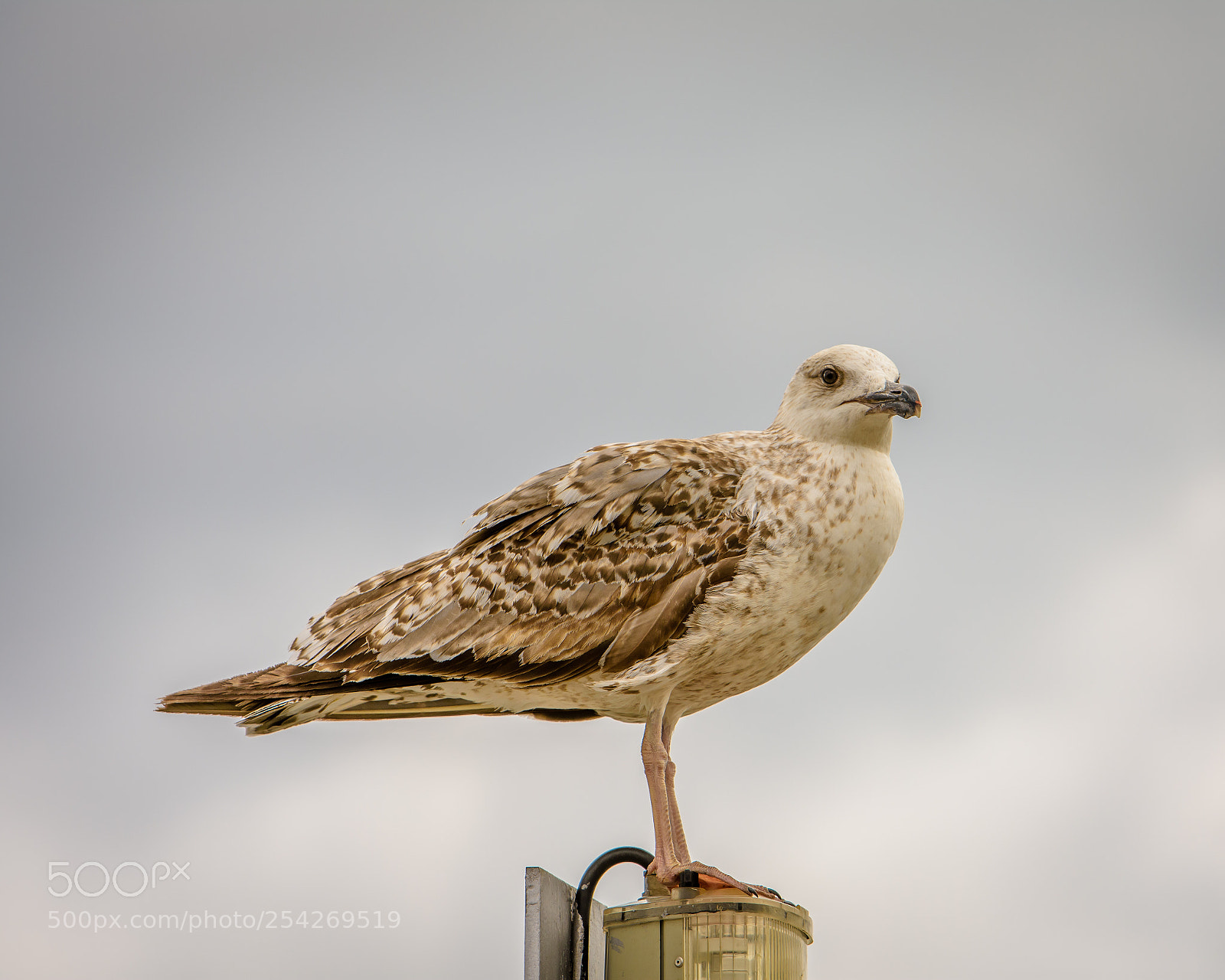 Nikon D7200 sample photo. Gull photography