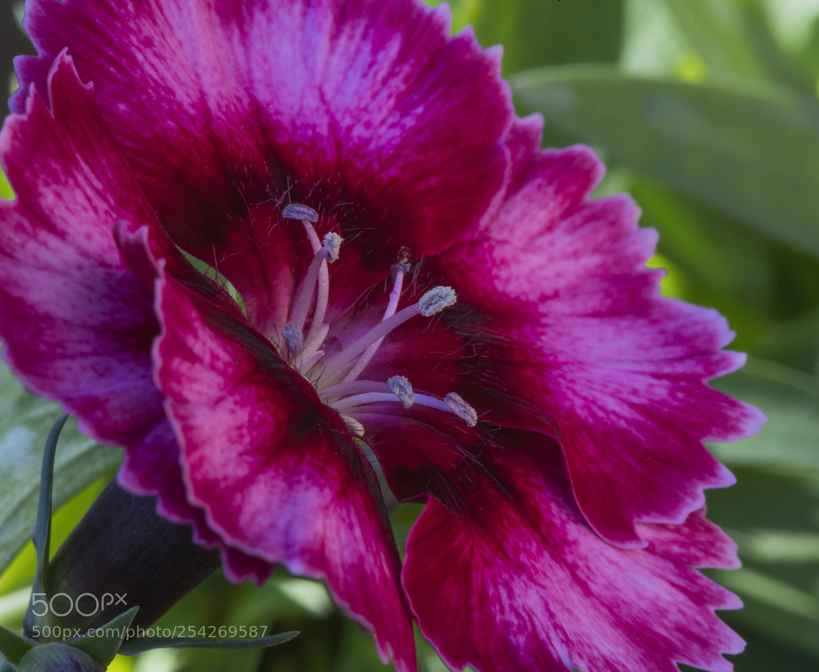 Sony a7R III sample photo. Dianthus photography