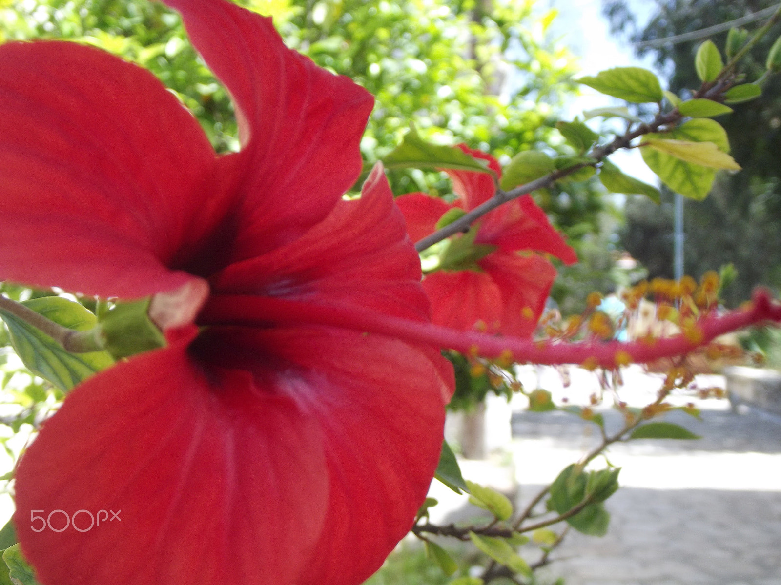 Fujifilm FinePix S2980 sample photo. Hibiscus red photography