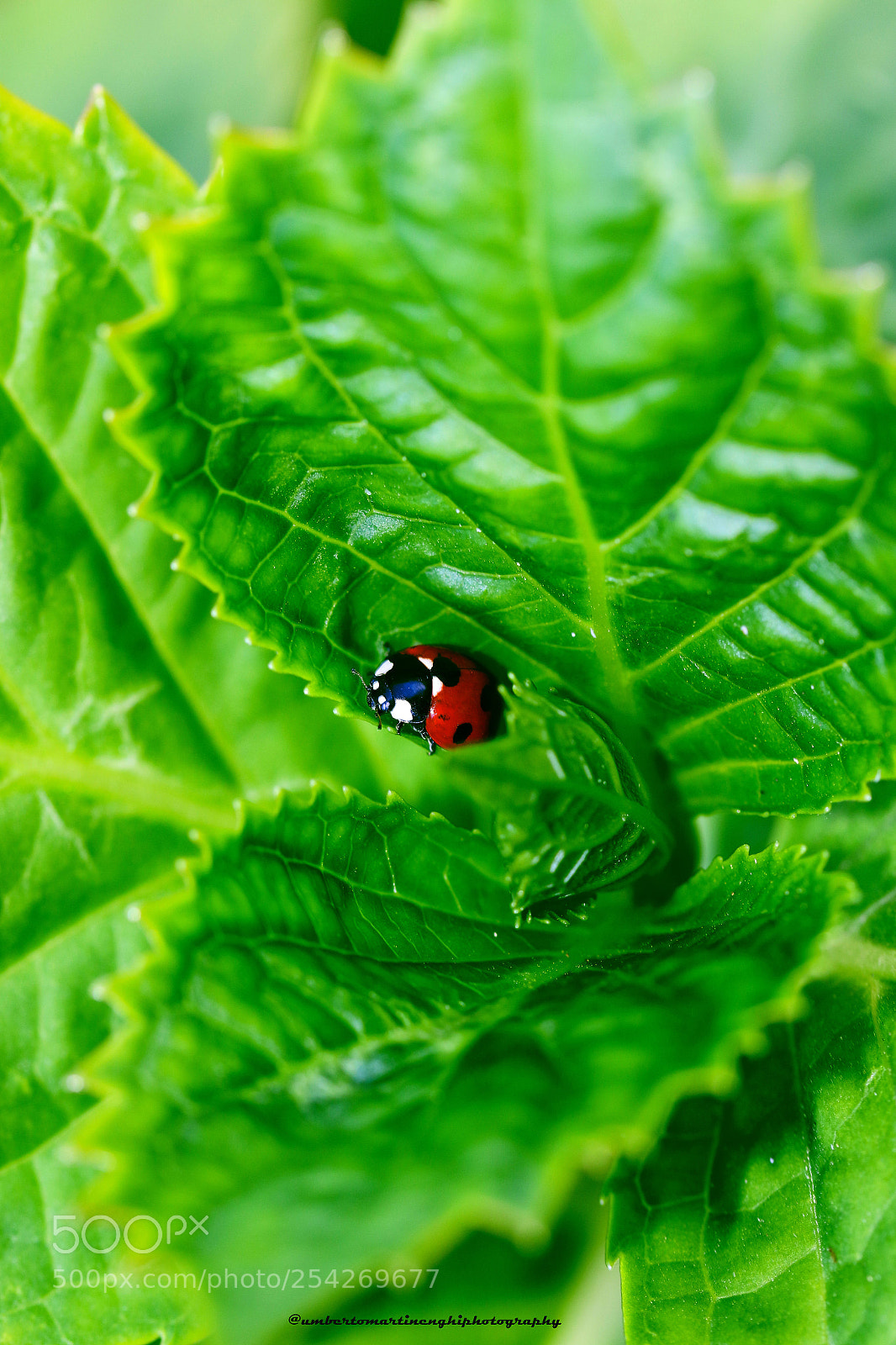 Canon EOS 7D Mark II sample photo. Ladybug photography