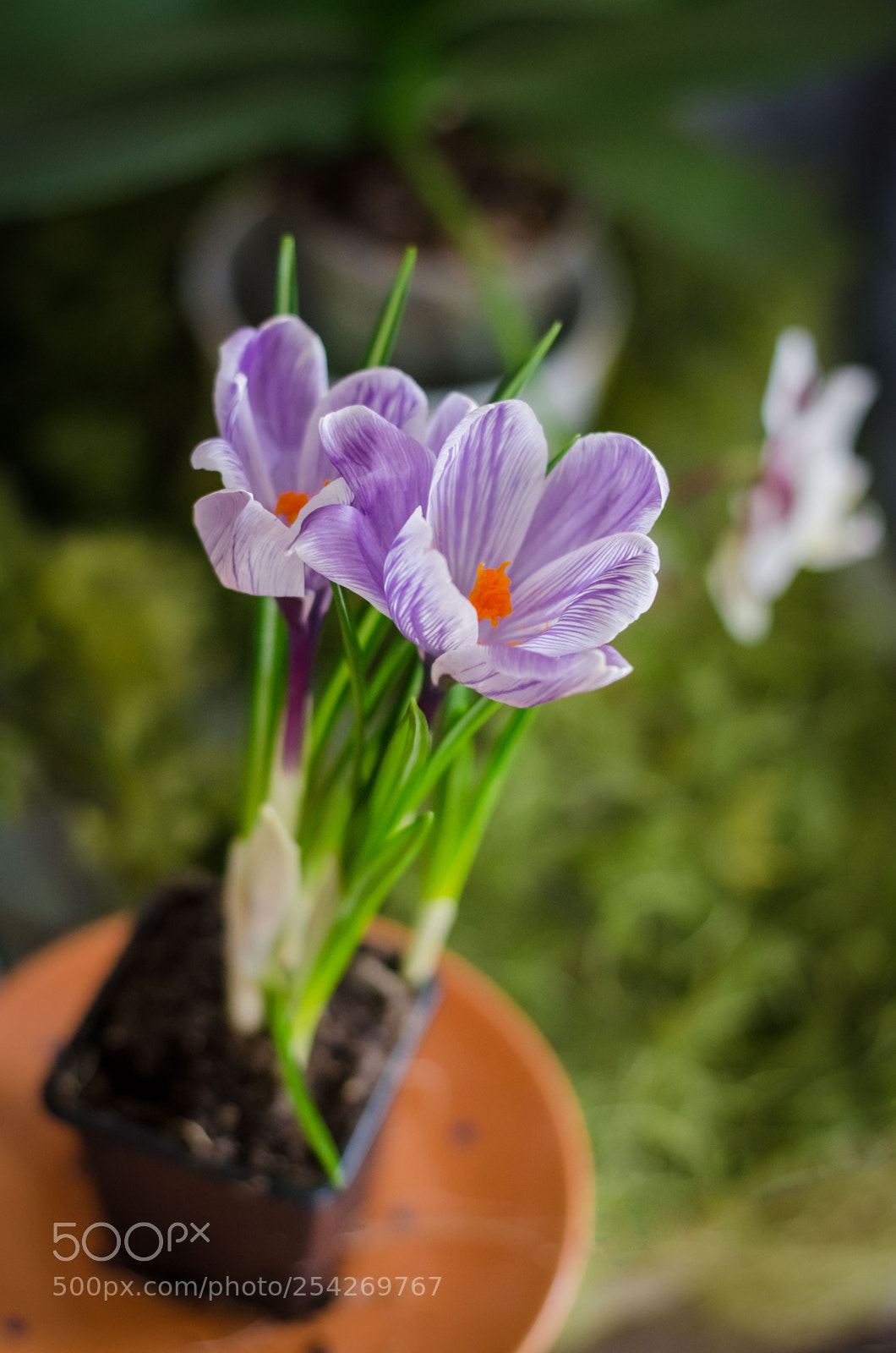 Nikon D5100 sample photo. Цветы | flowers photography