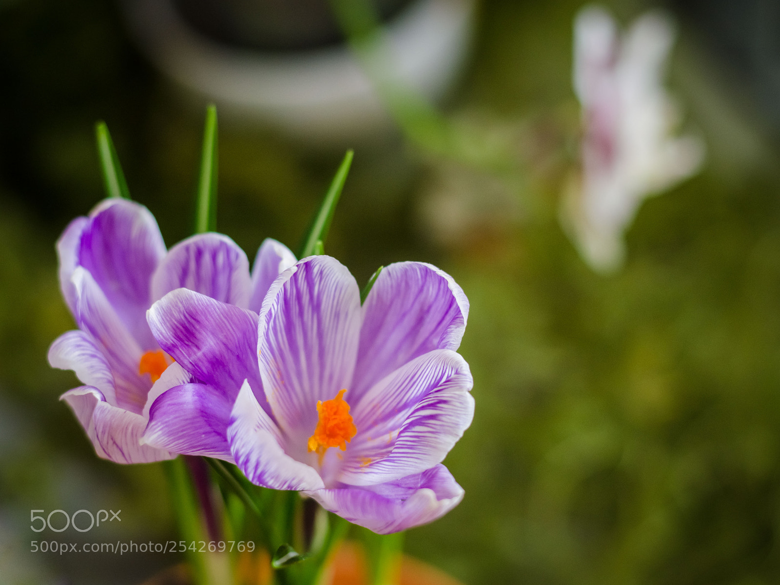 Nikon D5100 sample photo. Цветы | flowers photography