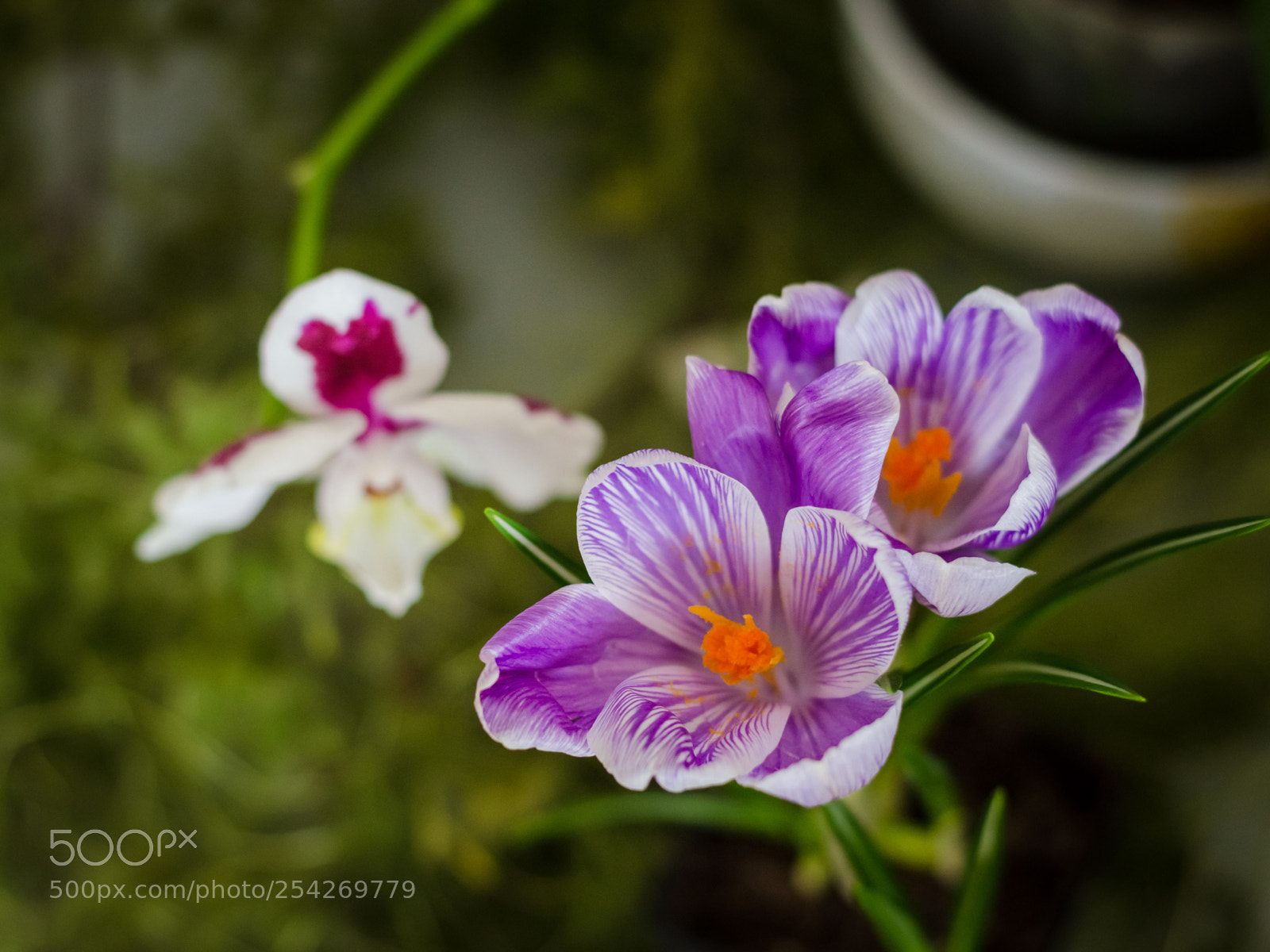 Nikon D5100 sample photo. Цветы | flowers photography