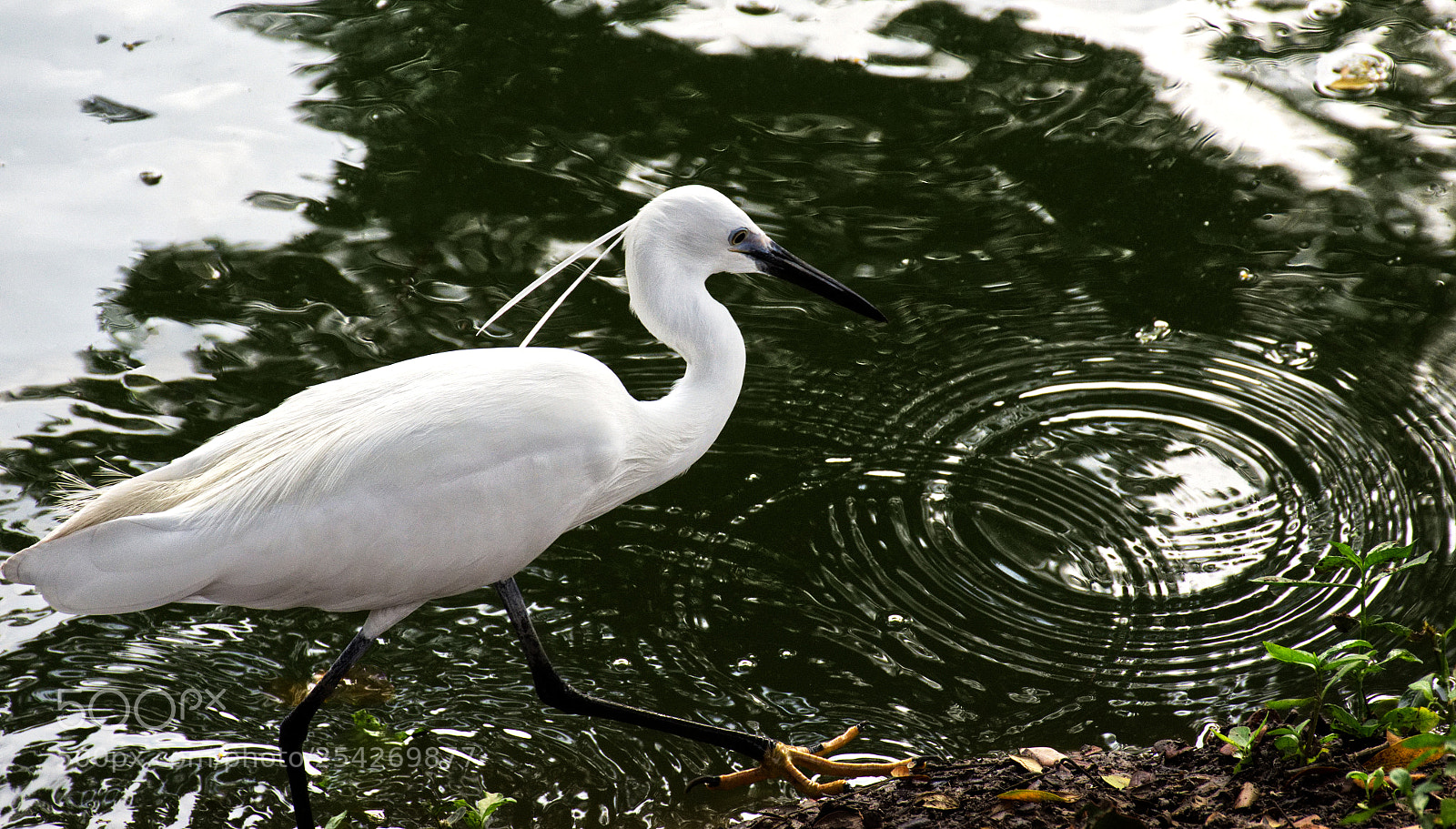 Nikon D7200 sample photo. Little white egret, the photography