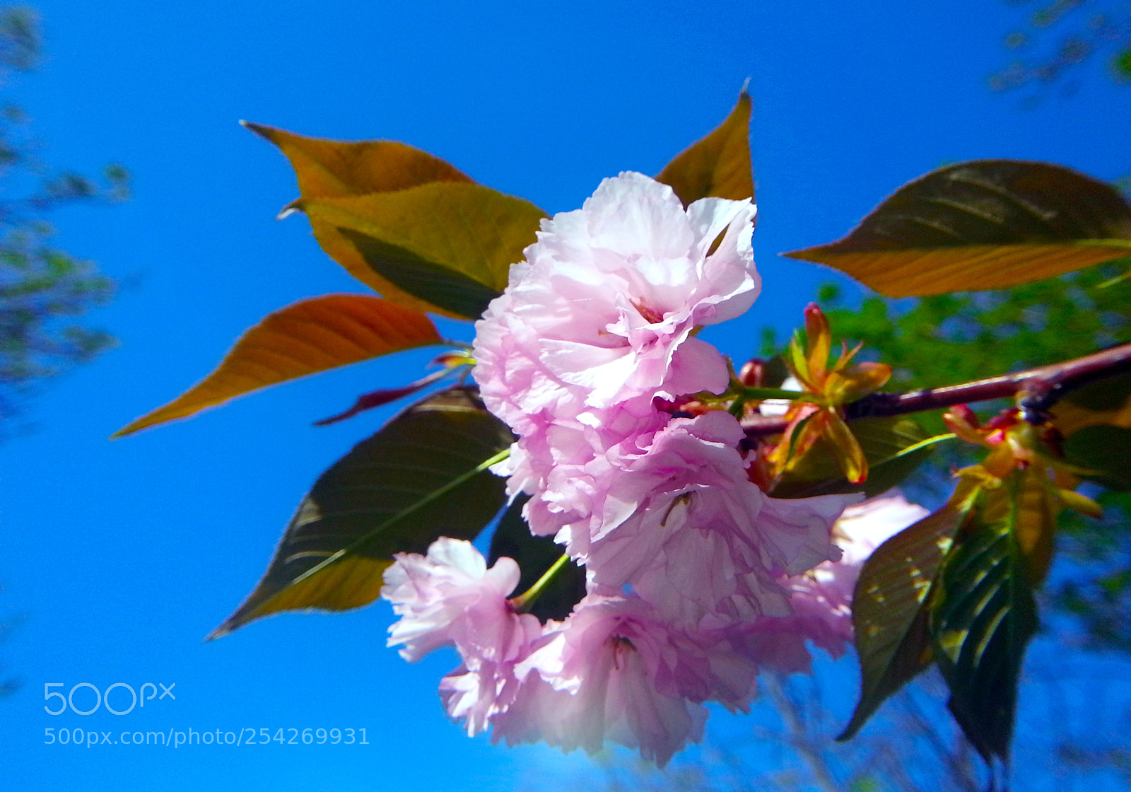 Samsung Galaxy Note2 sample photo. Japanese decorative chery photography