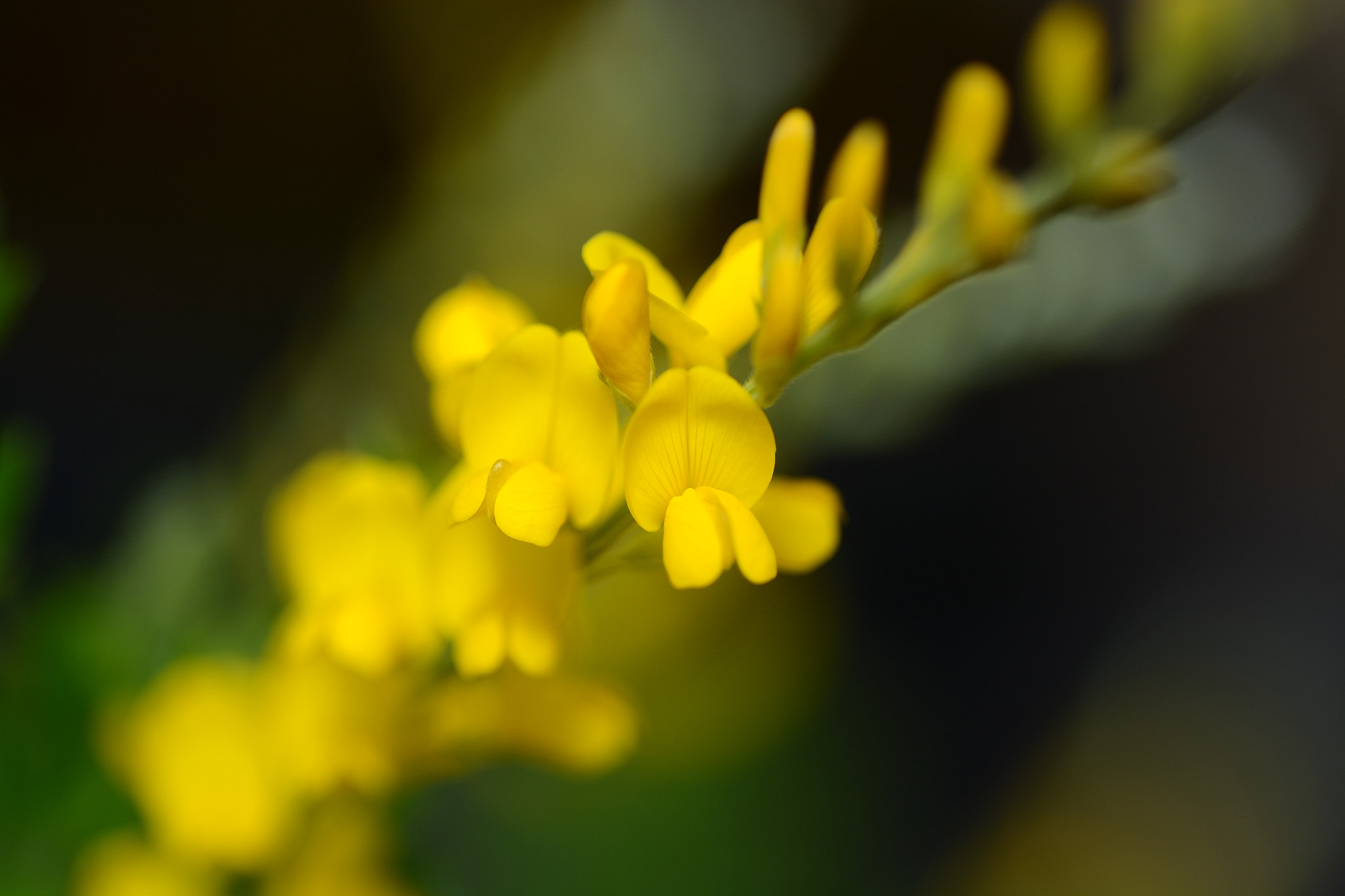 Nikon D7100 sample photo. Yellow flowers photography