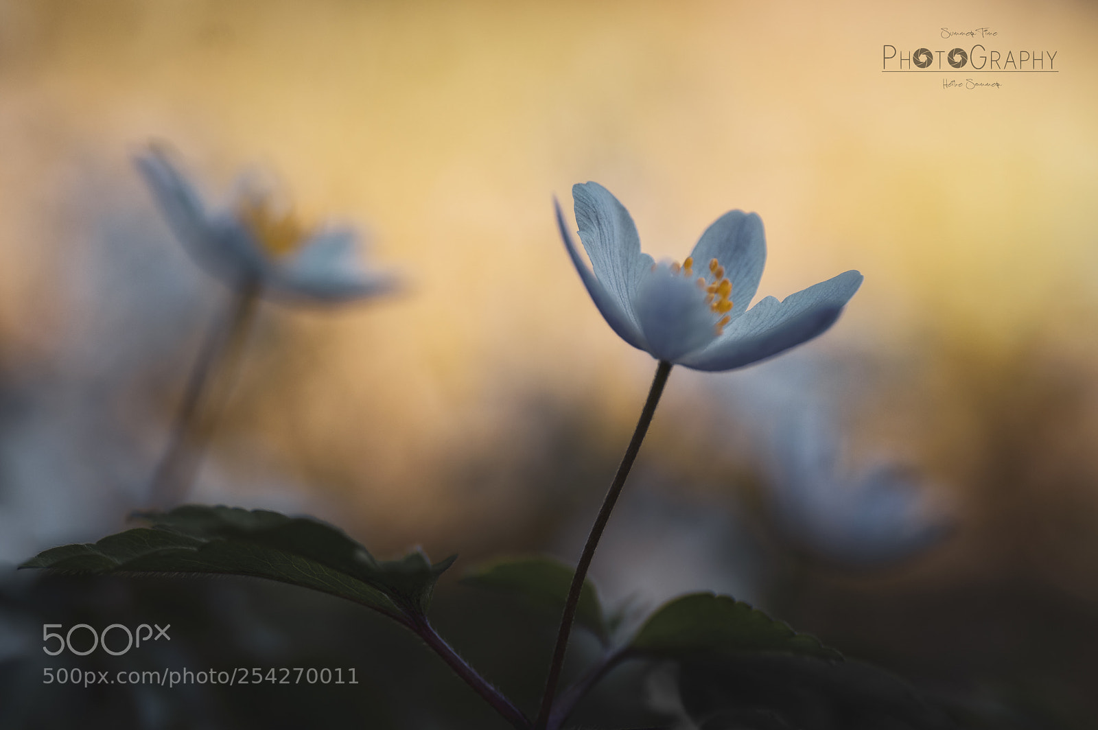 Pentax K-3 sample photo. [ anemone fire ] photography