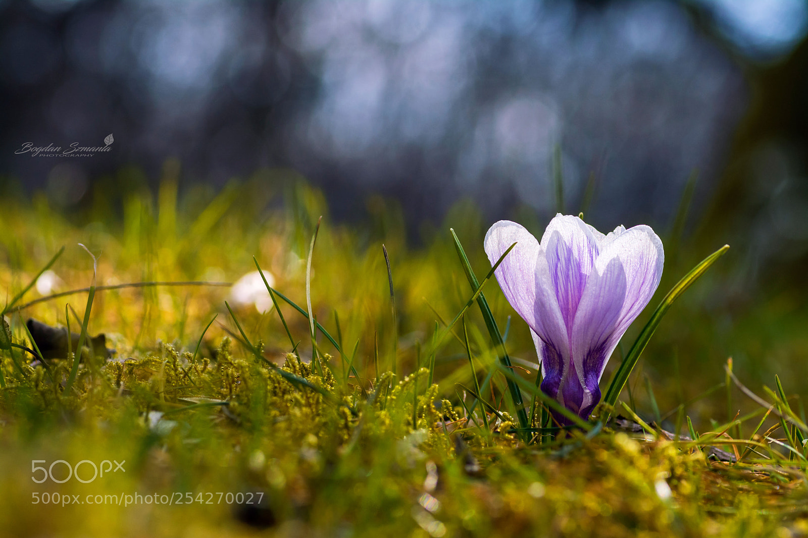 Nikon D5200 sample photo. Spring photography