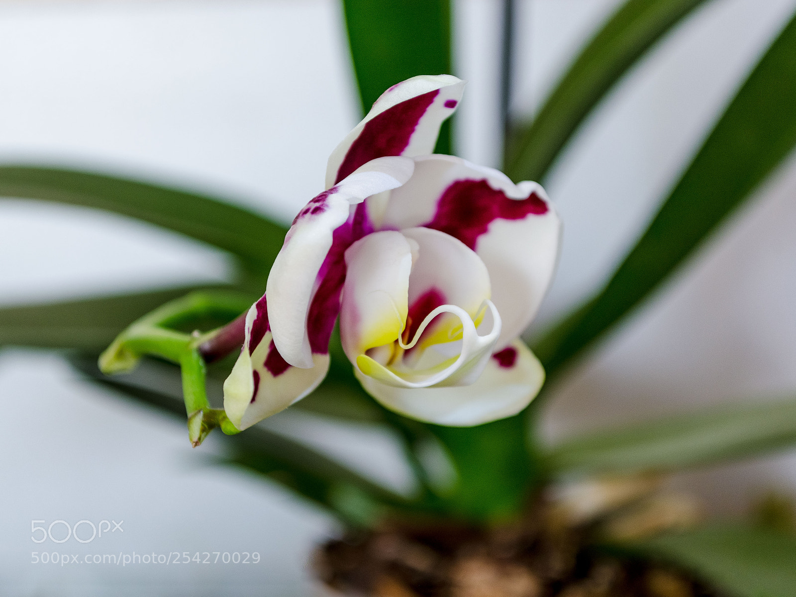 Nikon D5100 sample photo. Цветы | flowers photography