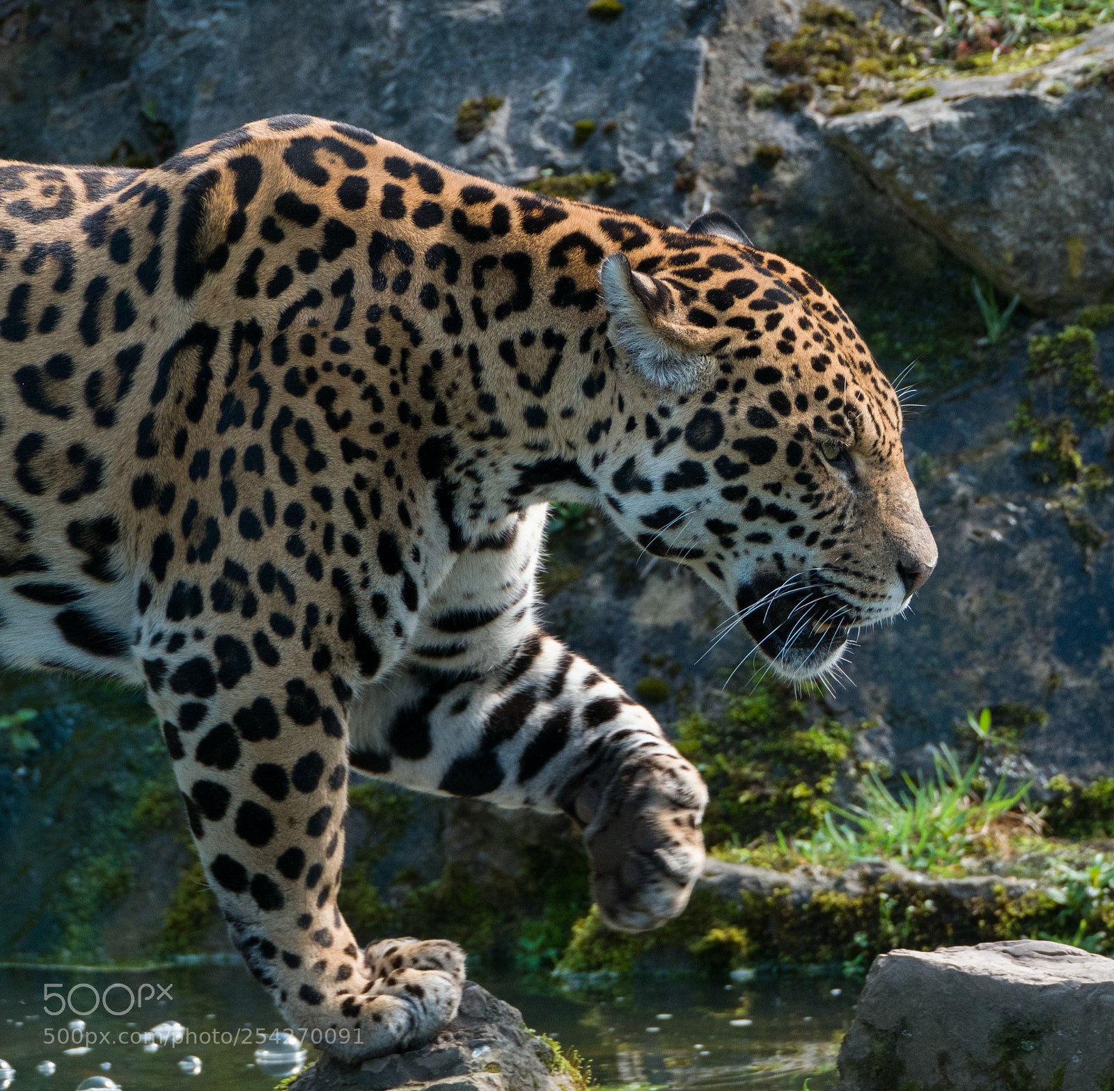 Fujifilm X-T2 sample photo. Jaguar photography