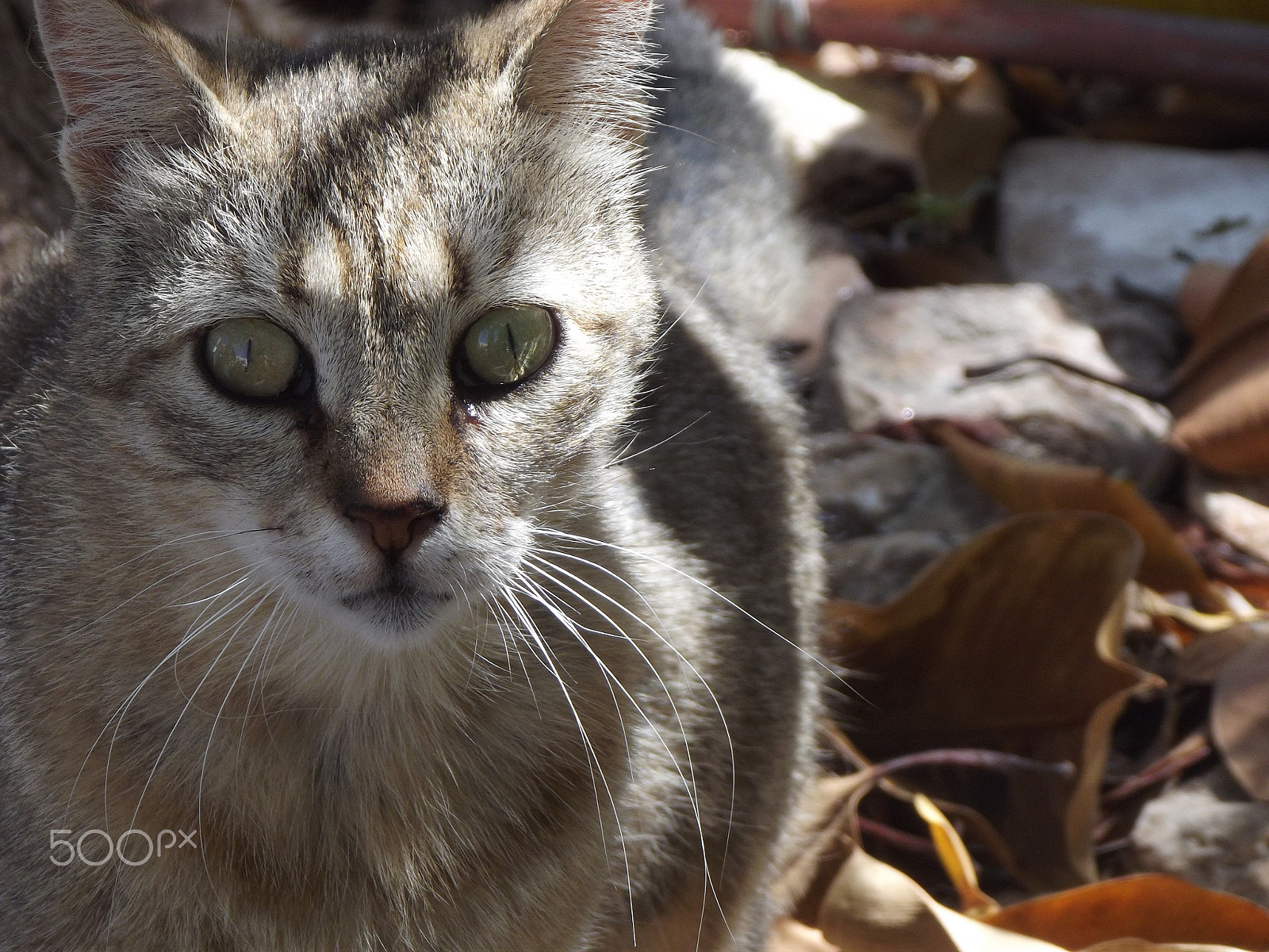 Fujifilm FinePix S2980 sample photo. Cat in waiting photography