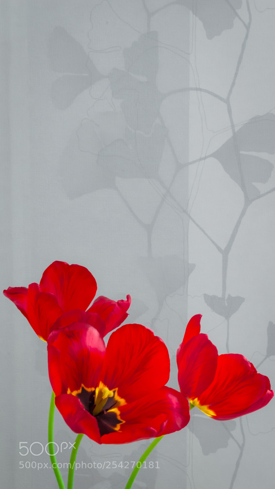 Nikon D5100 sample photo. Цветы | flowers photography