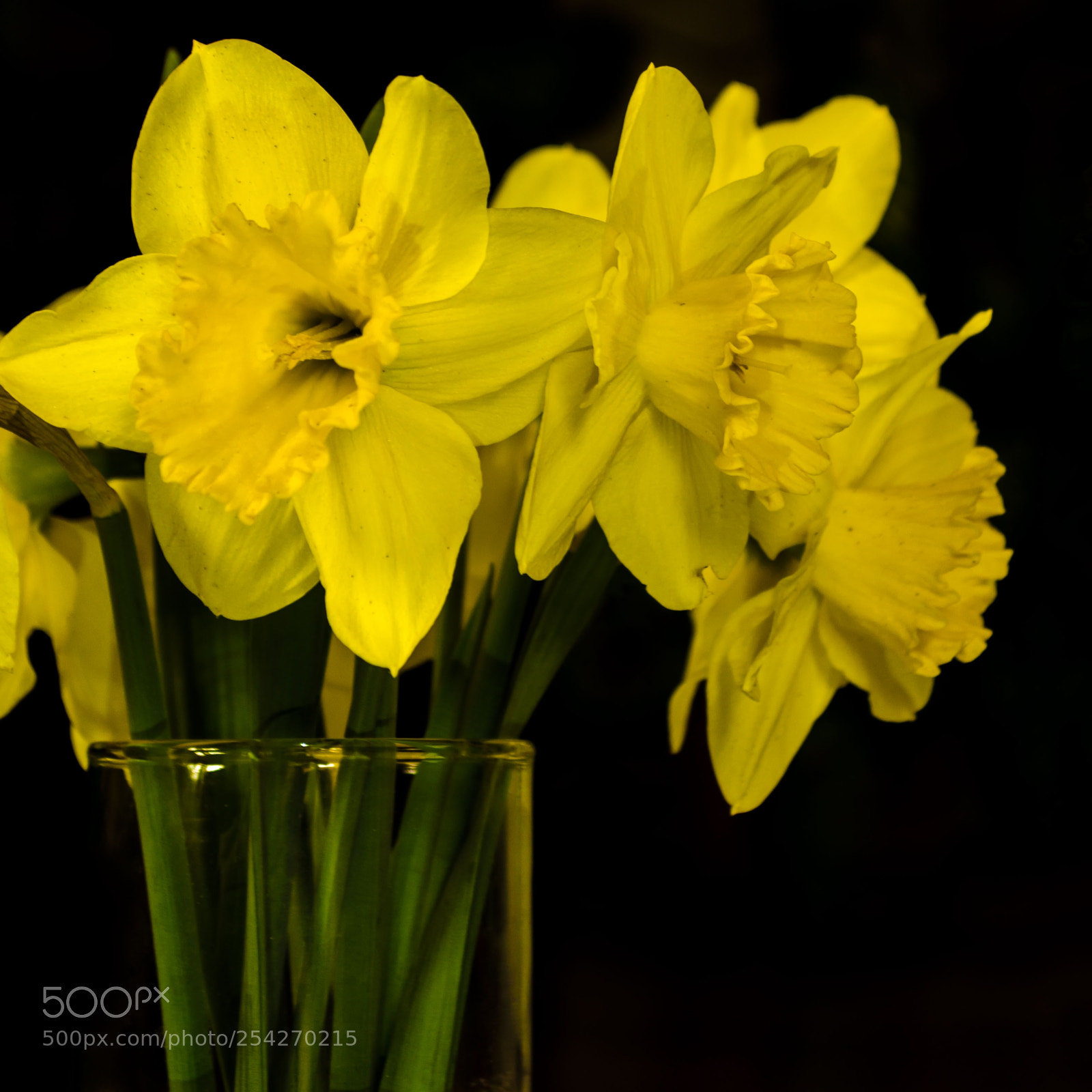 Nikon D5100 sample photo. Цветы | flowers photography