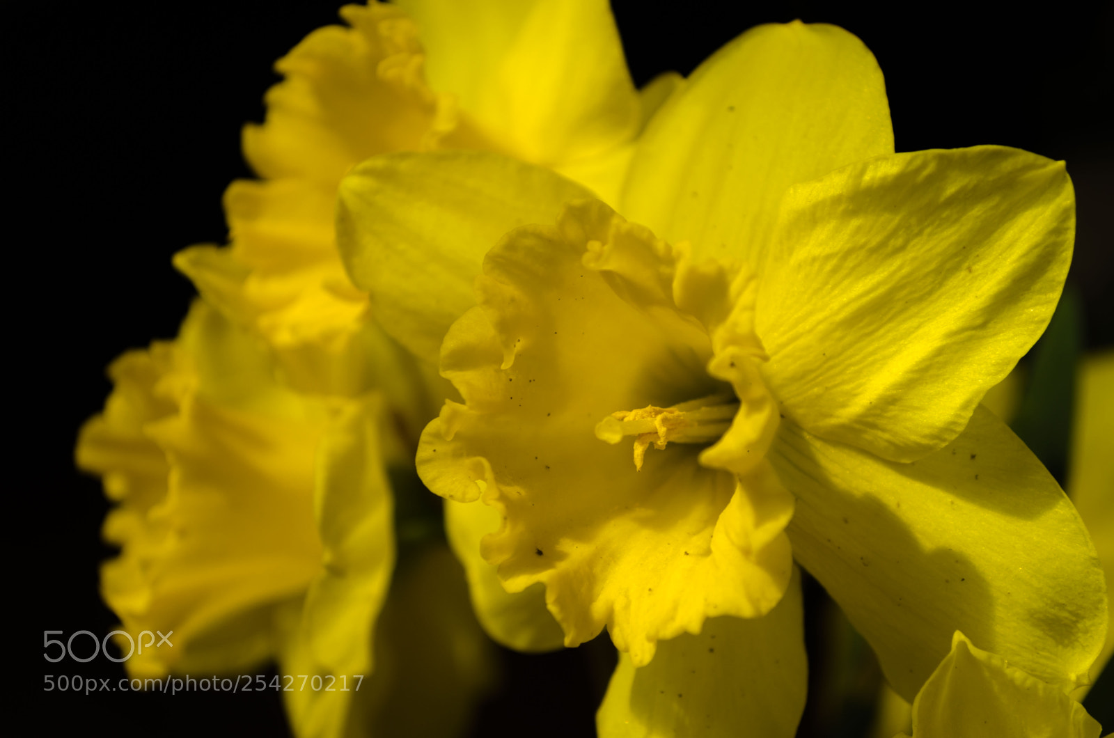 Nikon D5100 sample photo. Цветы | flowers photography