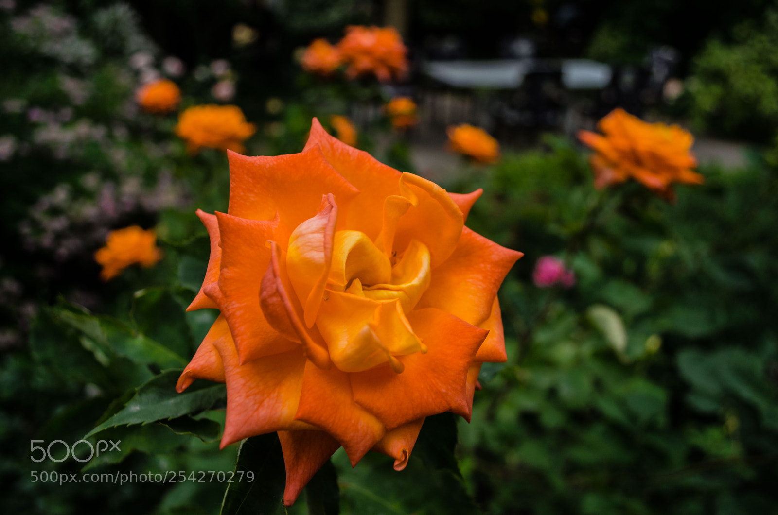 Nikon D5100 sample photo. Цветы | flowers photography