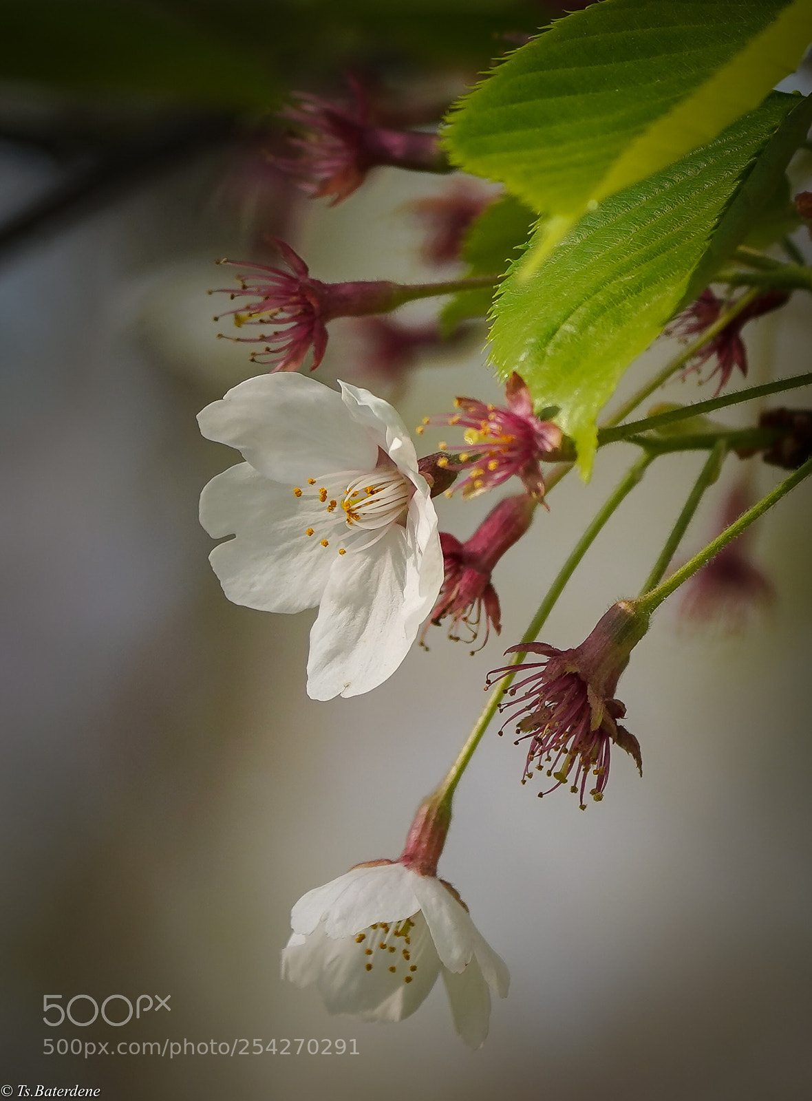 Sony a7R III sample photo. Sakura photography