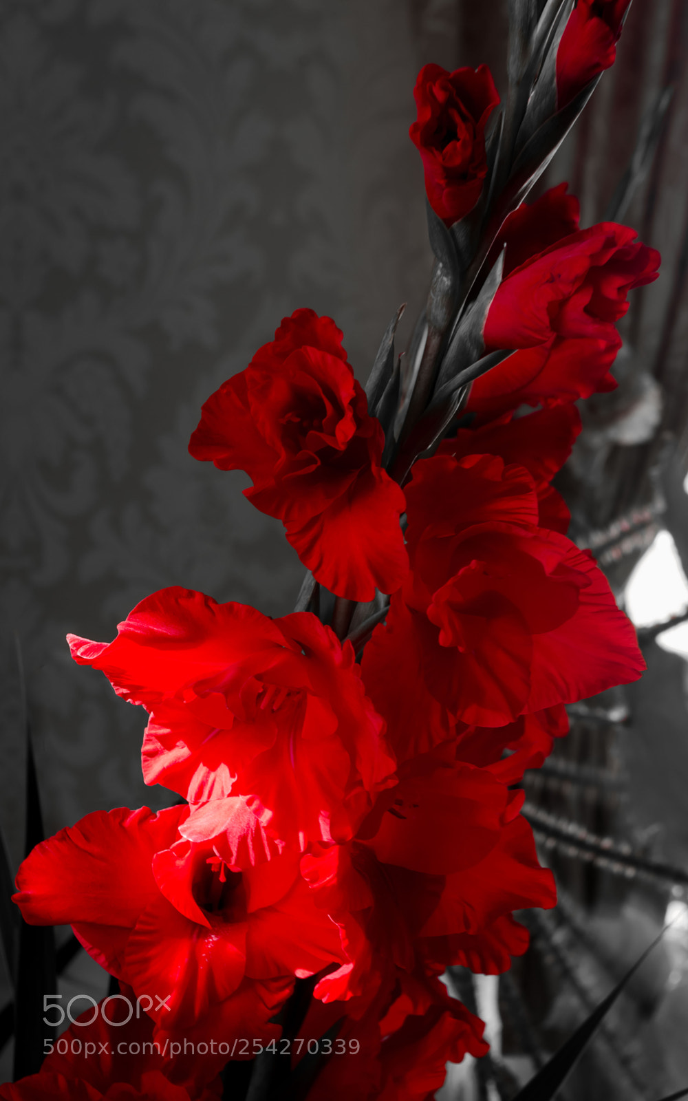 Nikon D5100 sample photo. Цветы | flowers photography