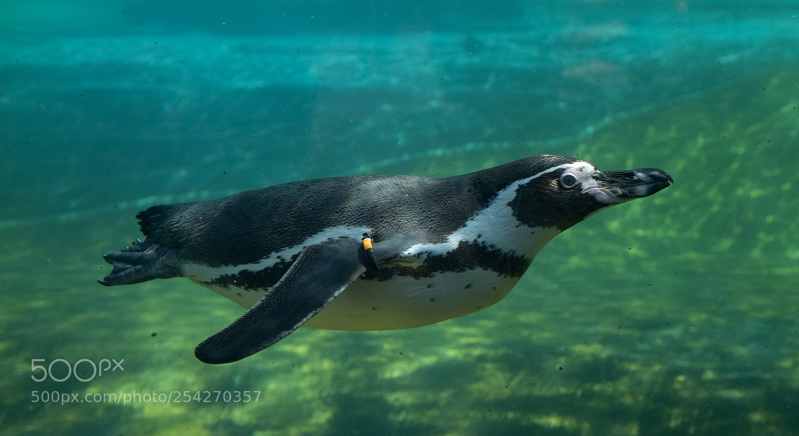 Fujifilm X-T2 sample photo. Penguin photography