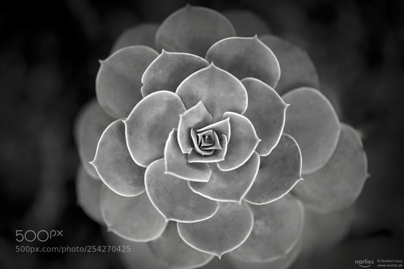 Nikon D850 sample photo. In the center photography