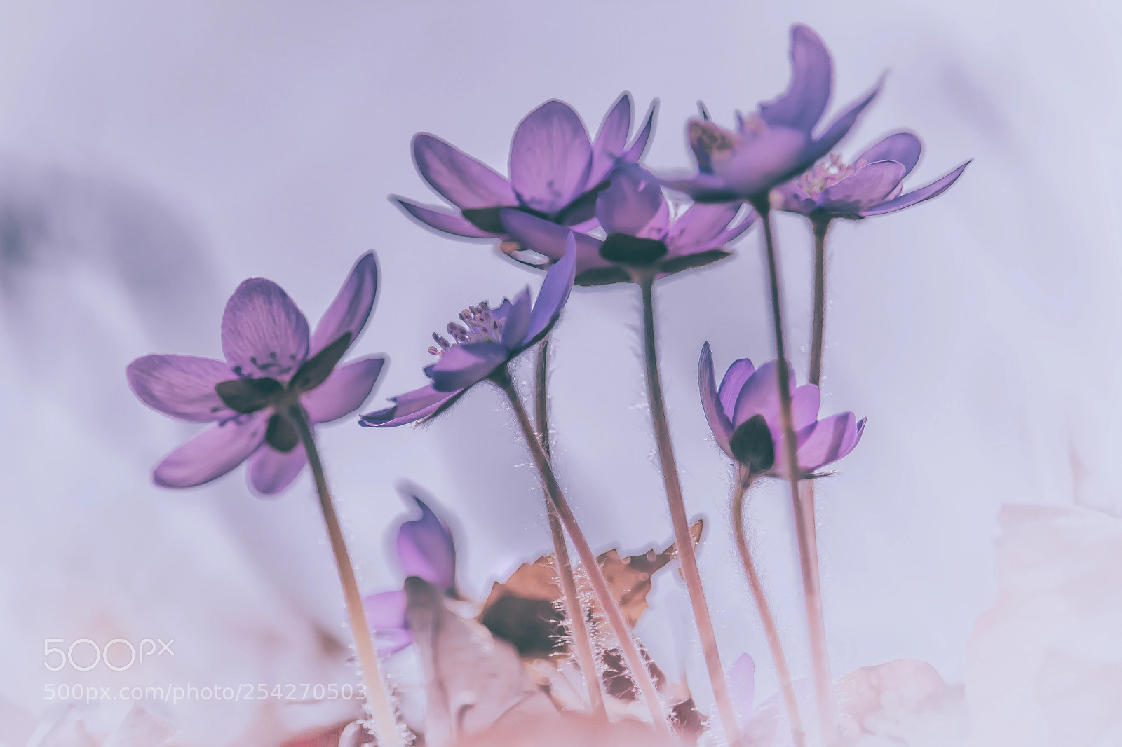 Canon EOS 70D sample photo. Leberblümchen ii photography