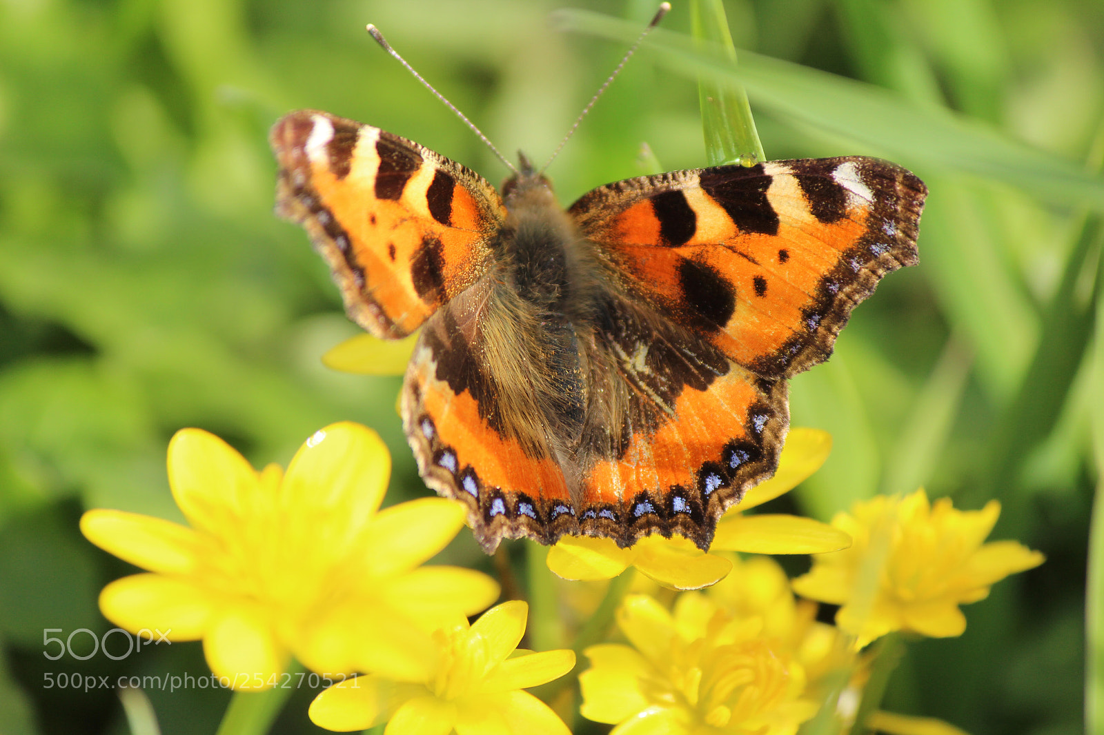 Canon EOS 600D (Rebel EOS T3i / EOS Kiss X5) sample photo. Butterfly photography