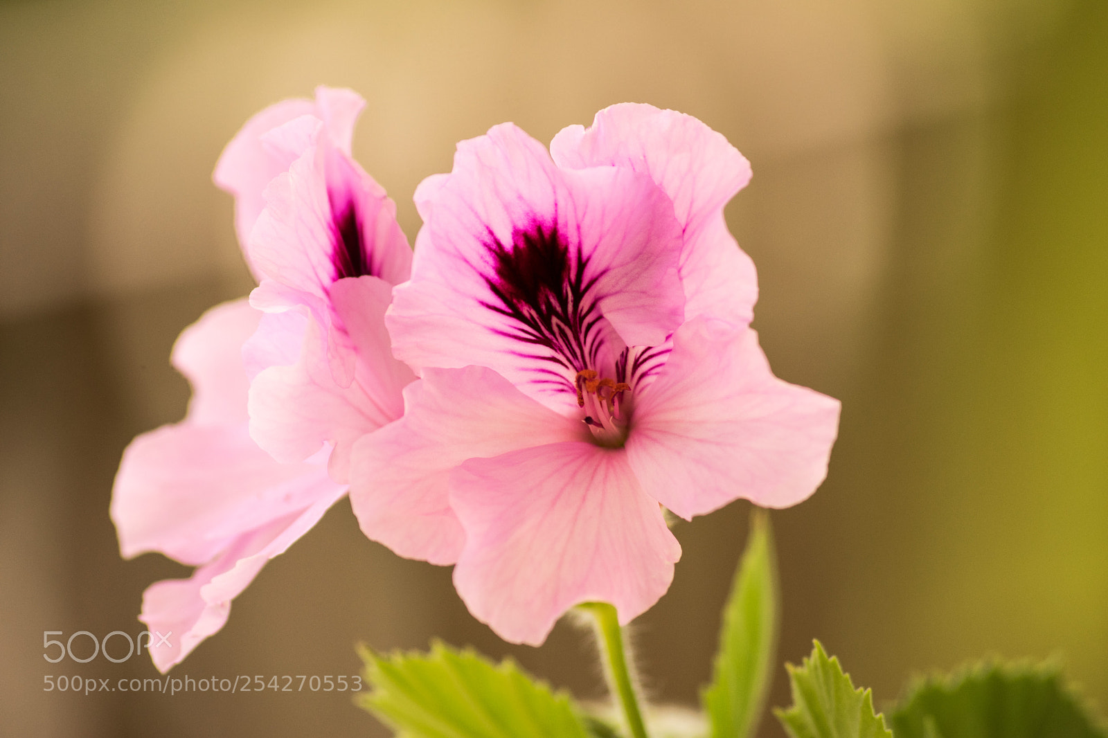 Nikon D3300 sample photo. Geranio imperiale rosa photography
