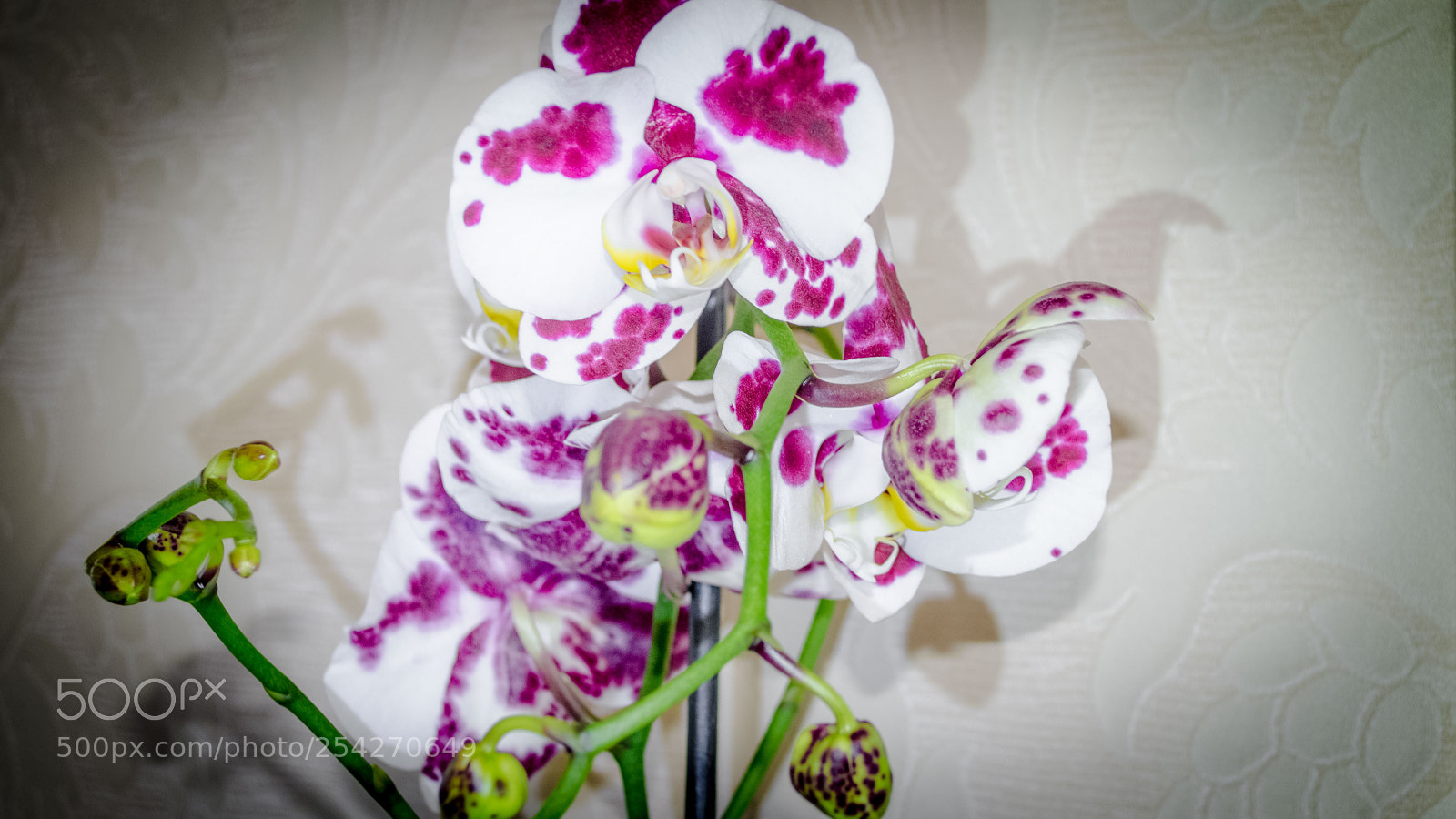 Nikon D5100 sample photo. Цветы | flowers photography