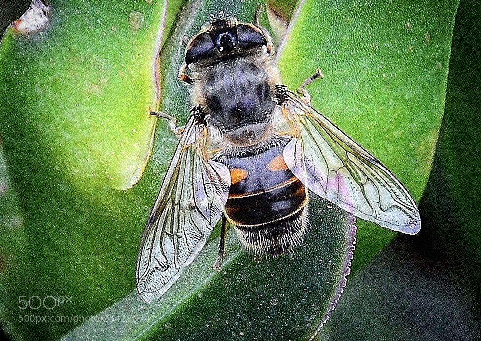 Nikon D7000 sample photo. The bee photography